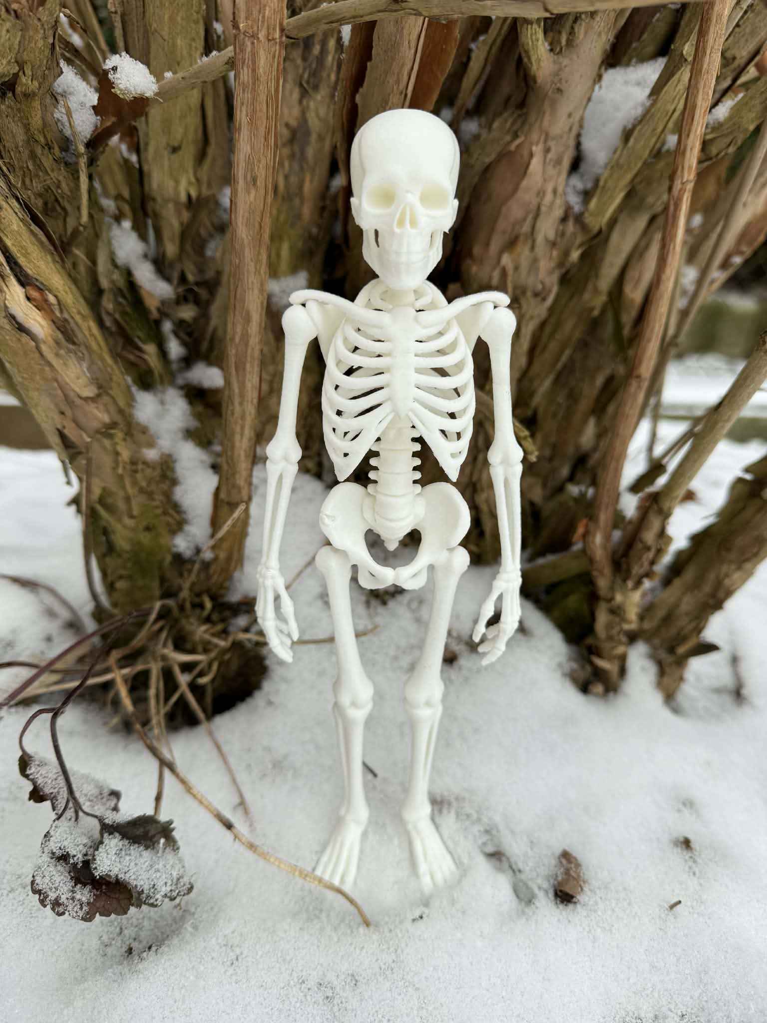 Miniatura 4 do modelo 3D Fully realistic Human Skeleton