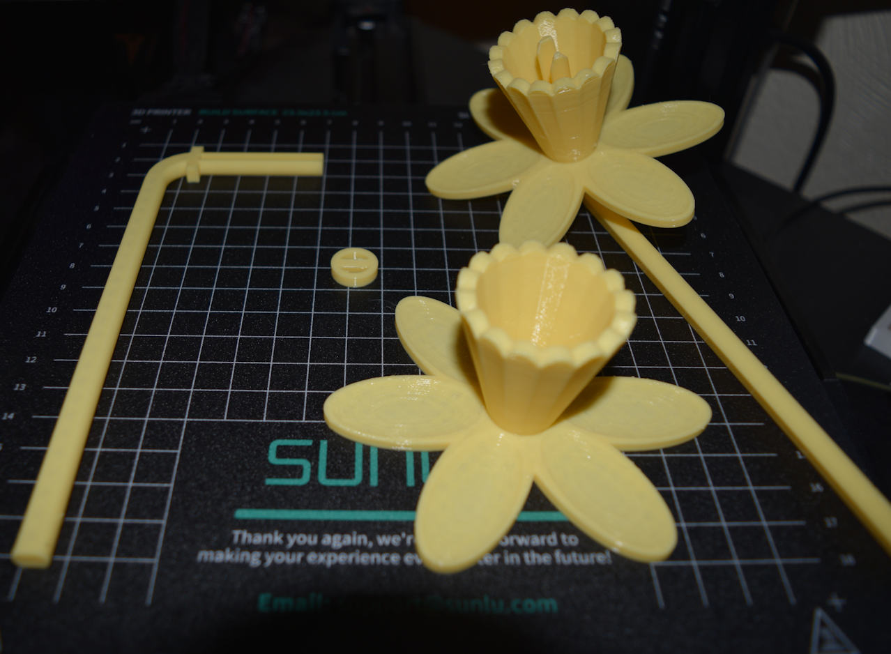 Daffodil