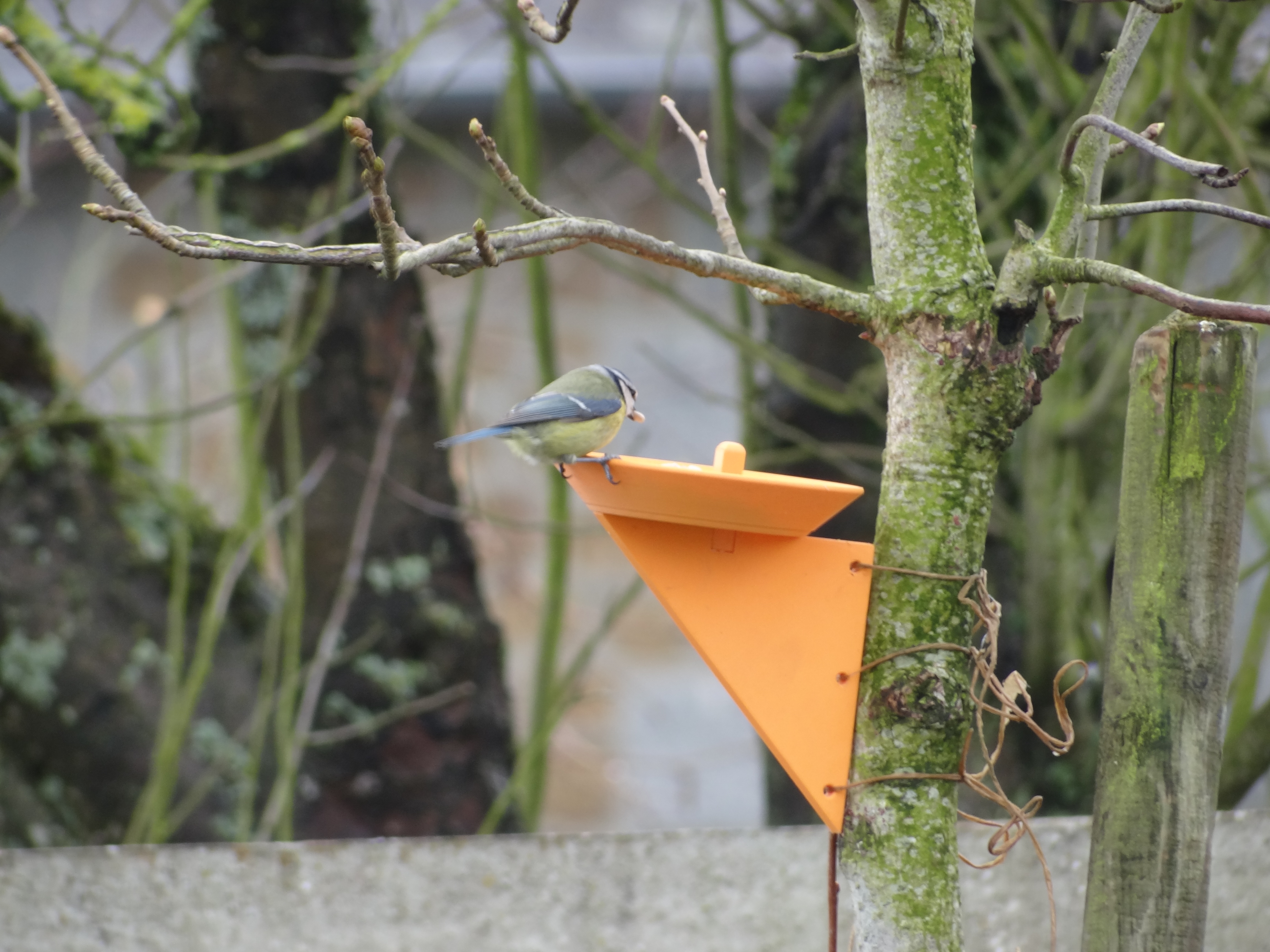 Mangeoire à oiseaux — thumbnail 2