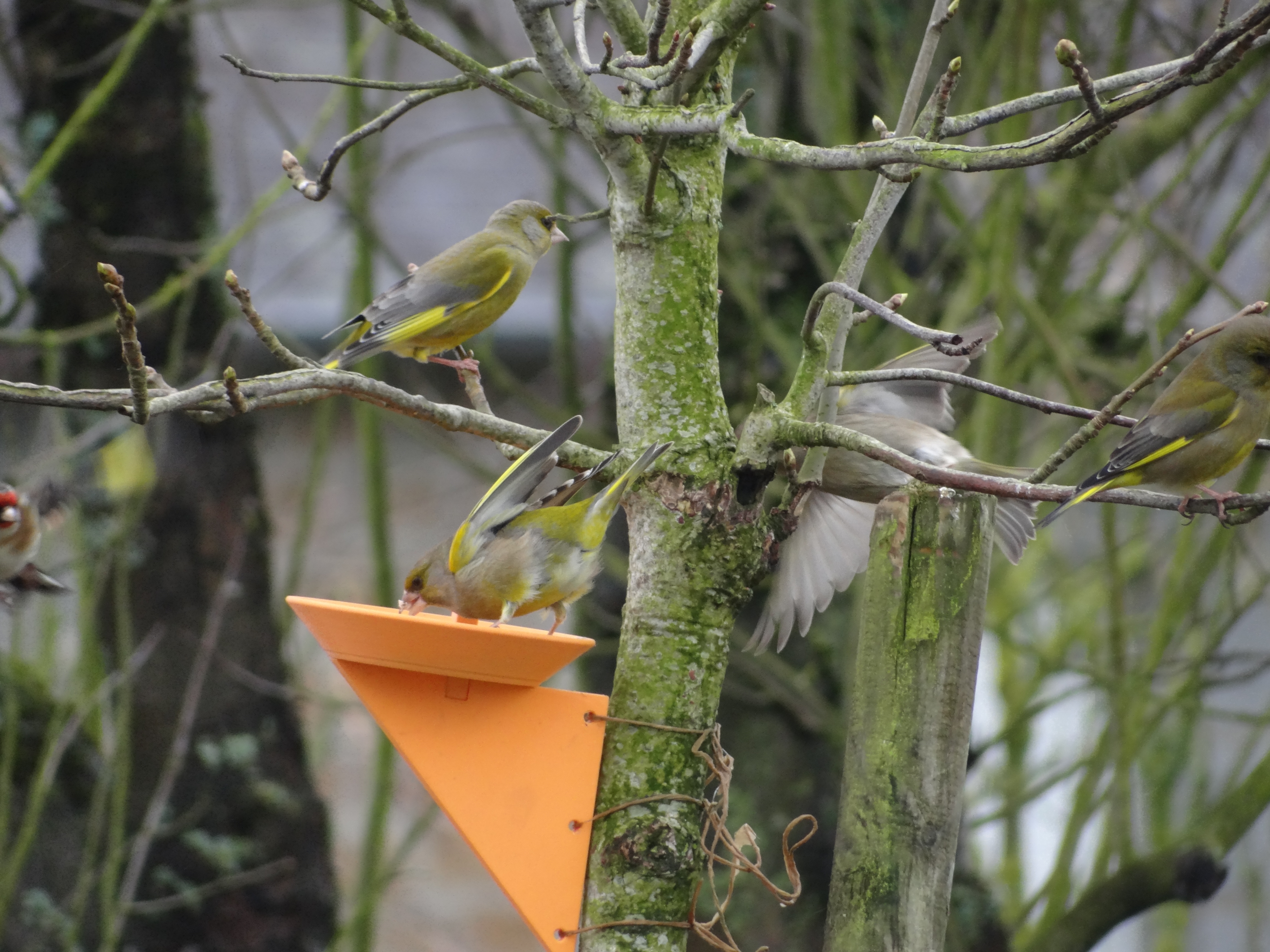 Mangeoire à oiseaux — thumbnail 3