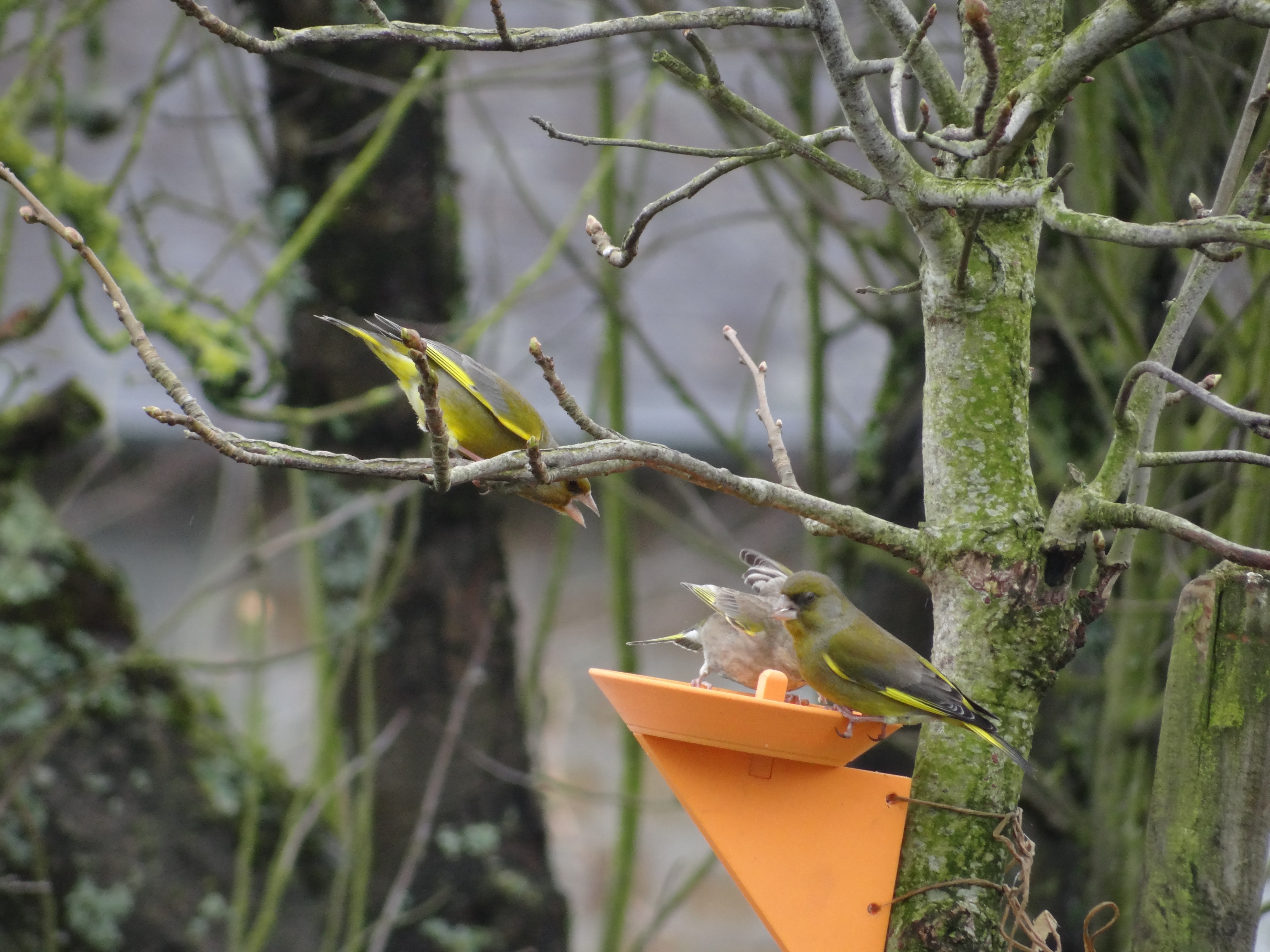 Mangeoire à oiseaux