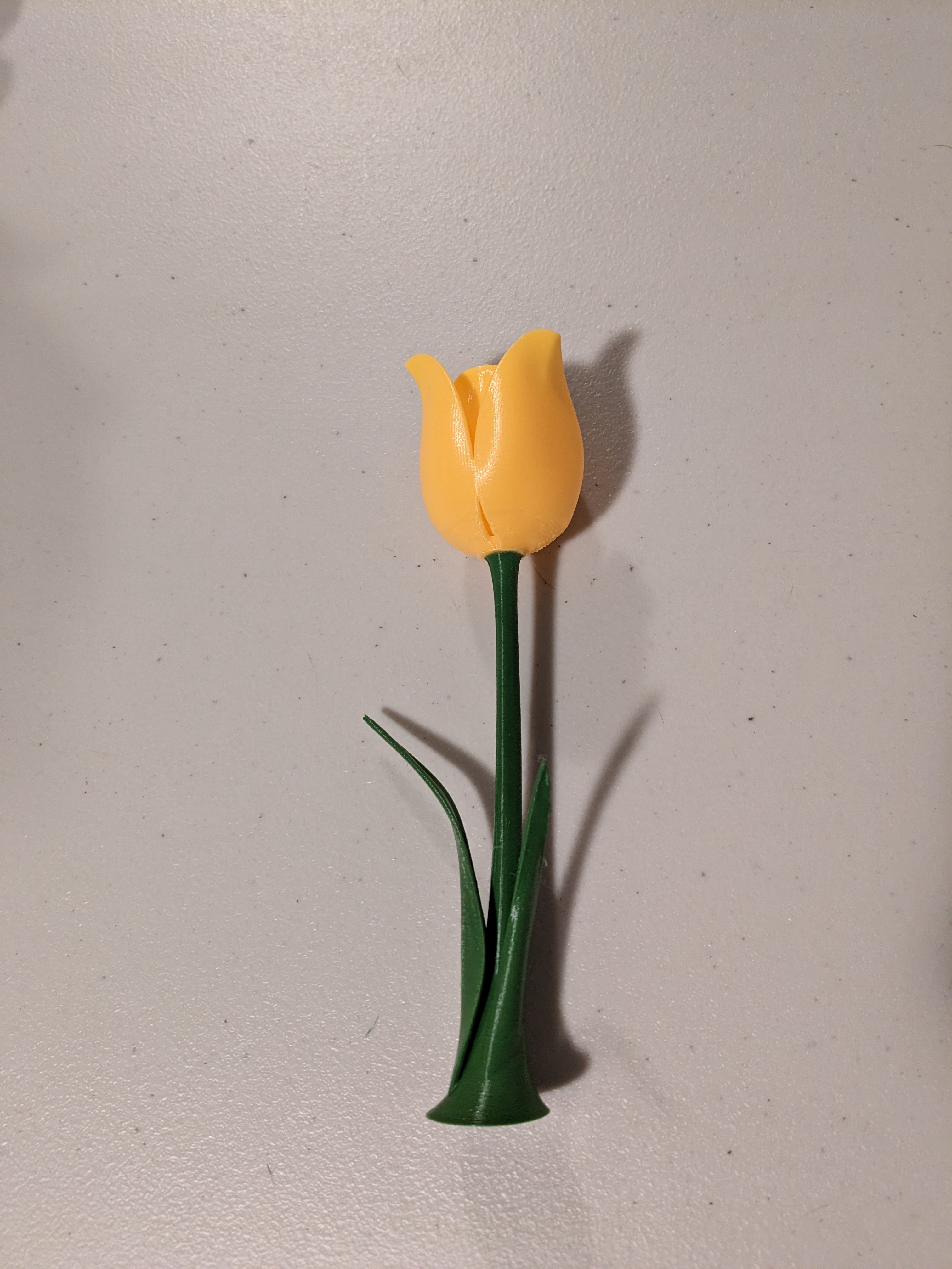 Tulip with Stem