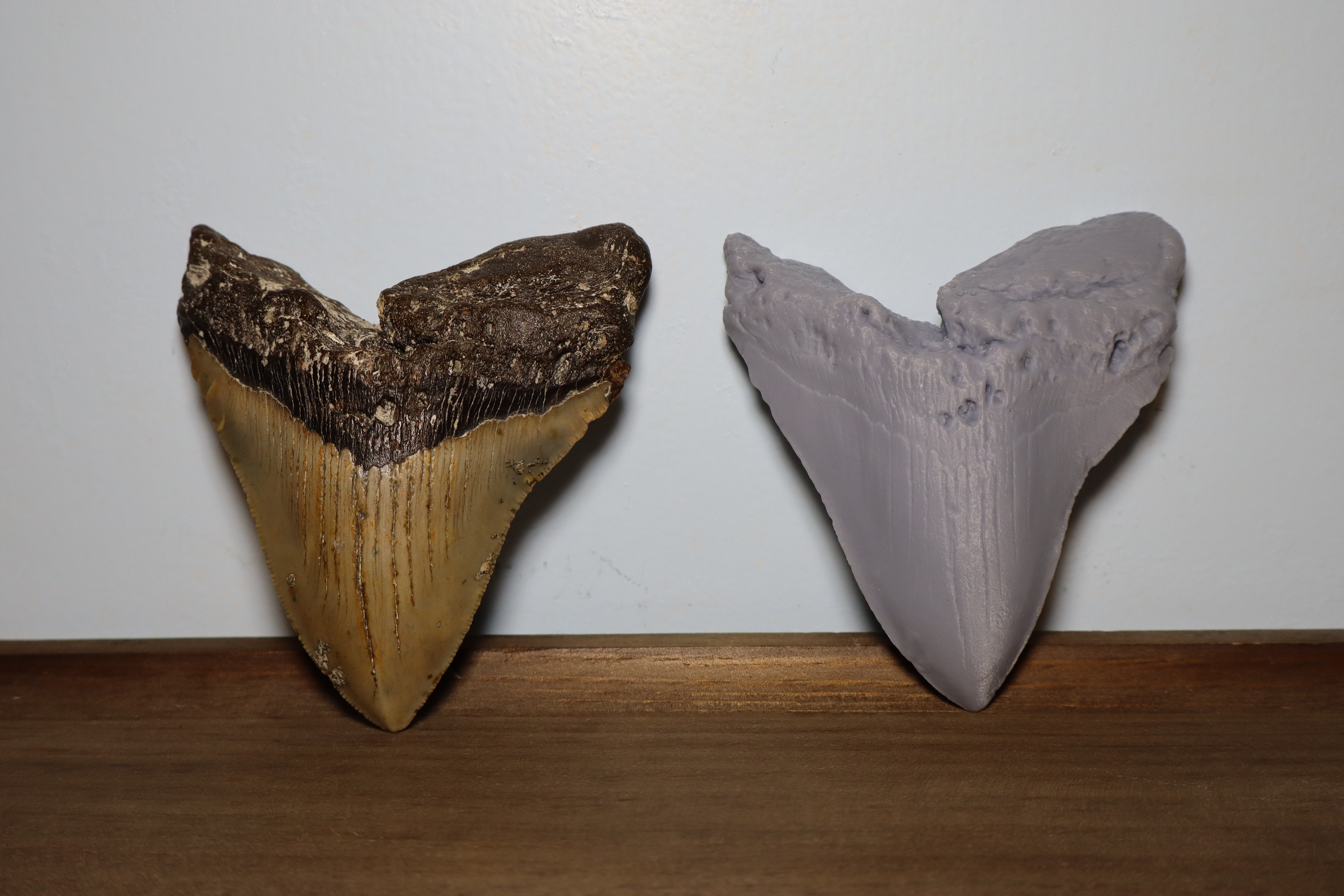 Megalodon Tooth_High Detail