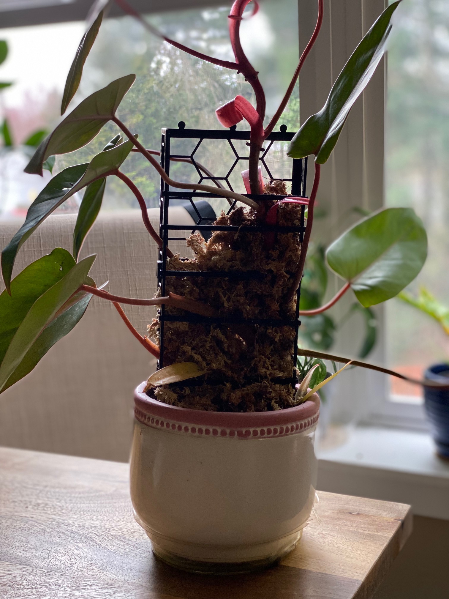 Stackable Moss Pole, Easy Install, Removeable, No Supports! WIP — thumbnail 2