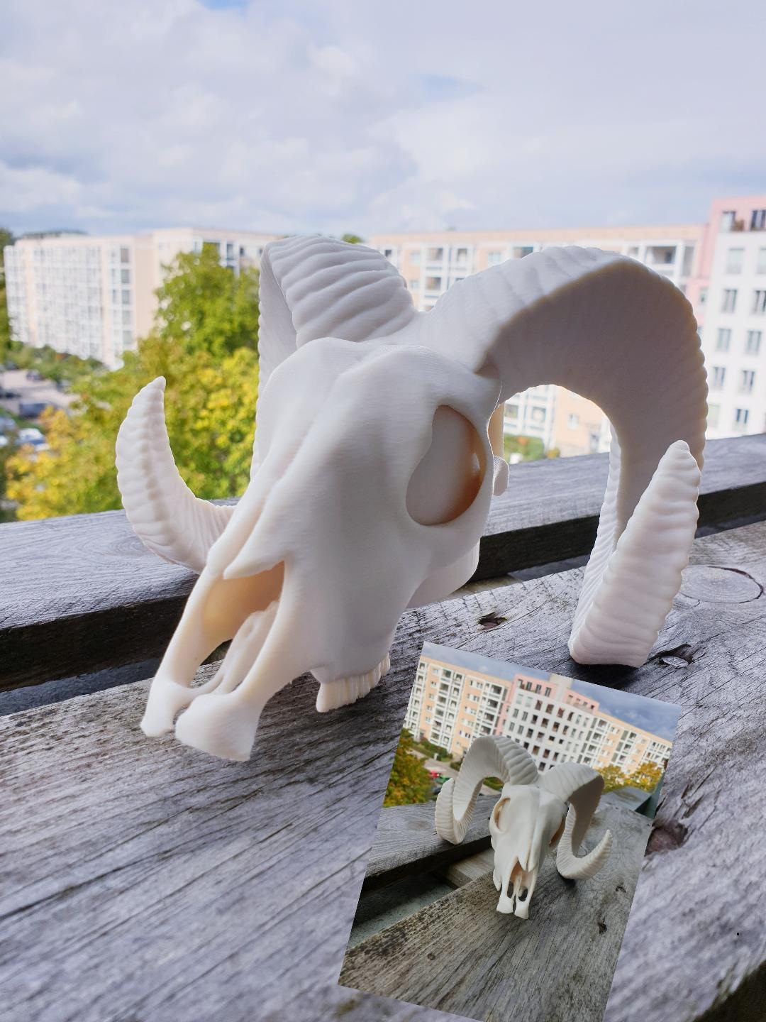 Widder Schädel AHK - Dodge Scull