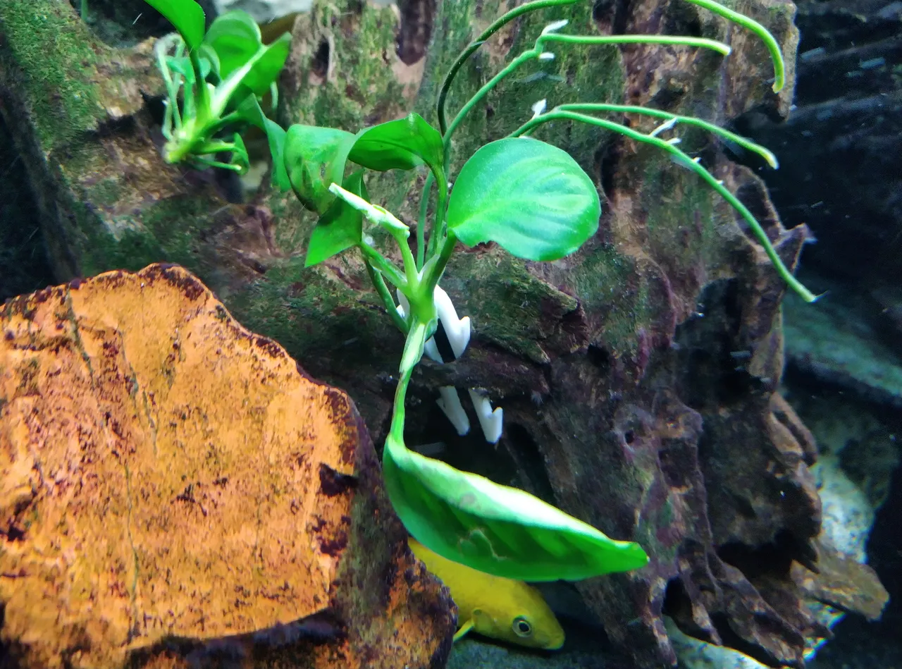 Aquarium plant outlet anchors