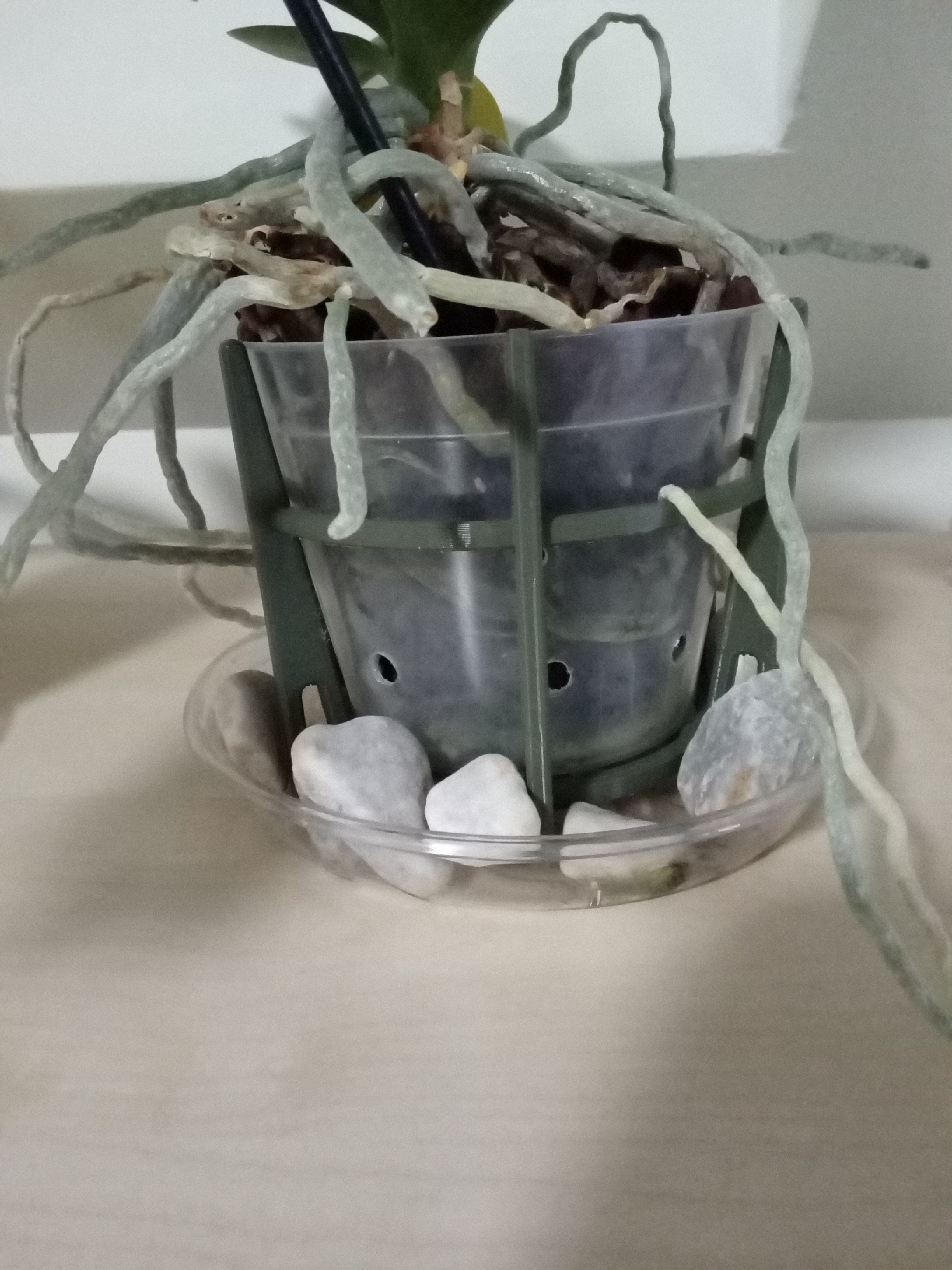 Miniatura 2 do modelo 3D Orchid pot support