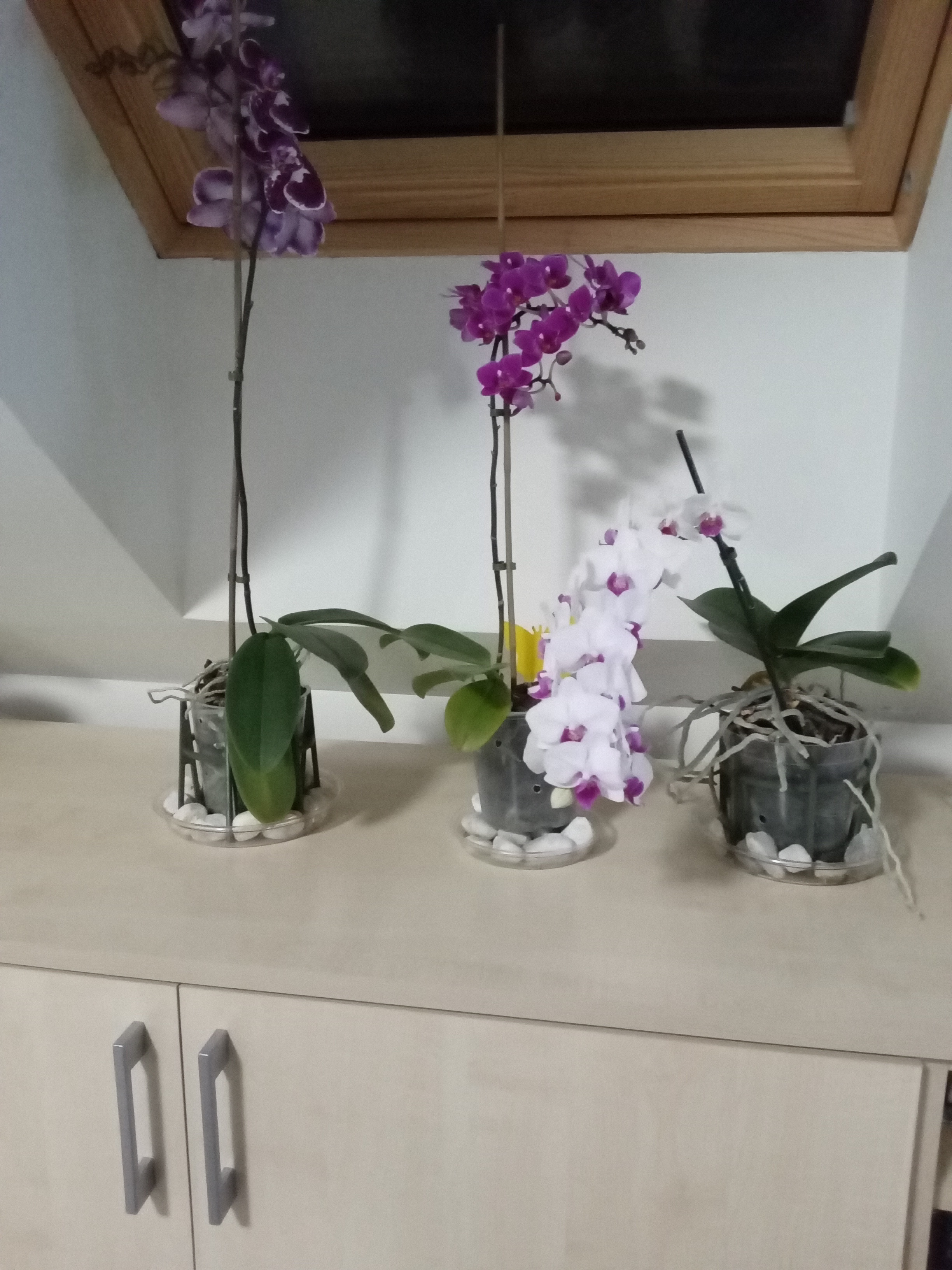 Orchid pot support