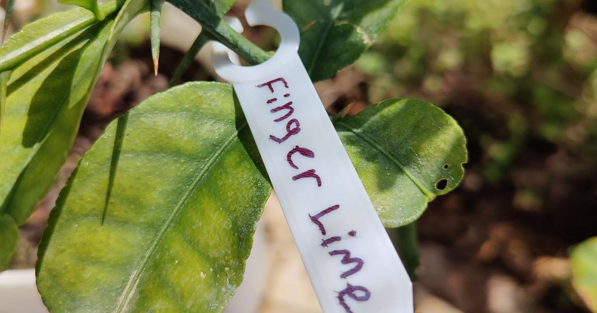 plant label by G4ZO Download free STL model