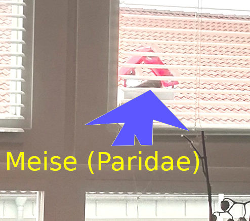 Fensterscheiben-Vogel-Häuschen