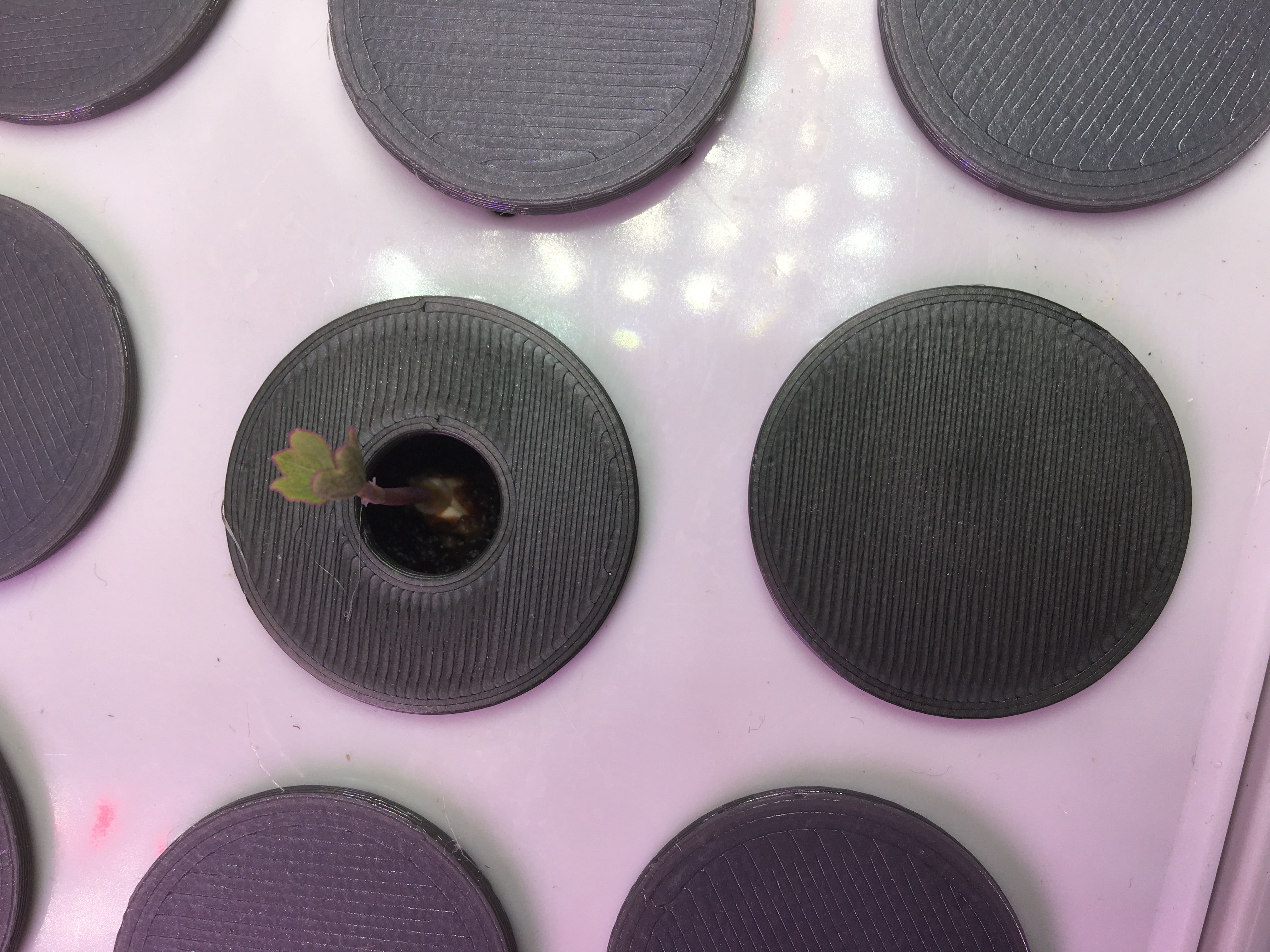 Hole / Seed Pod Covers For Aerogarden Seed Starting System