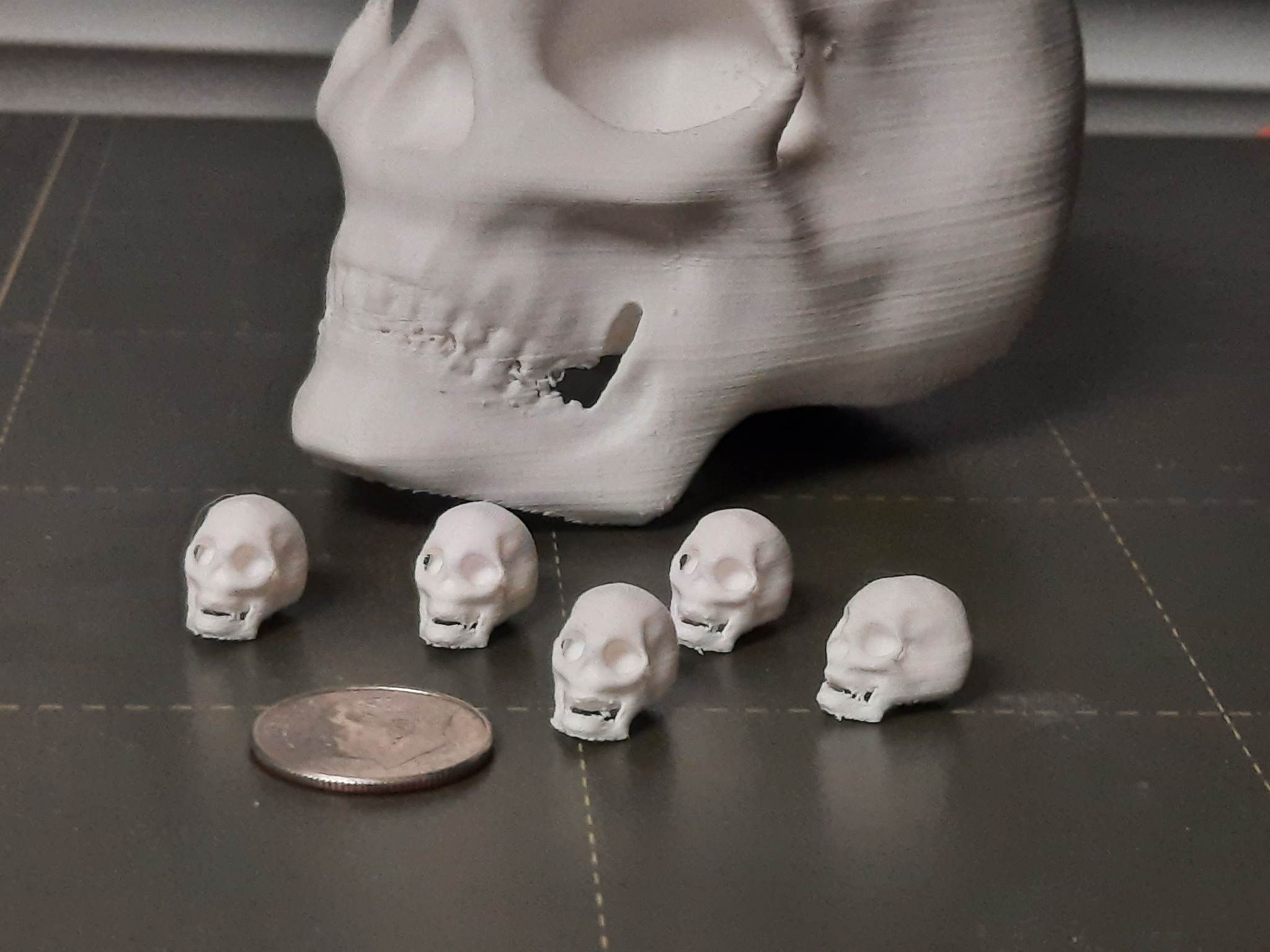 Human Skull