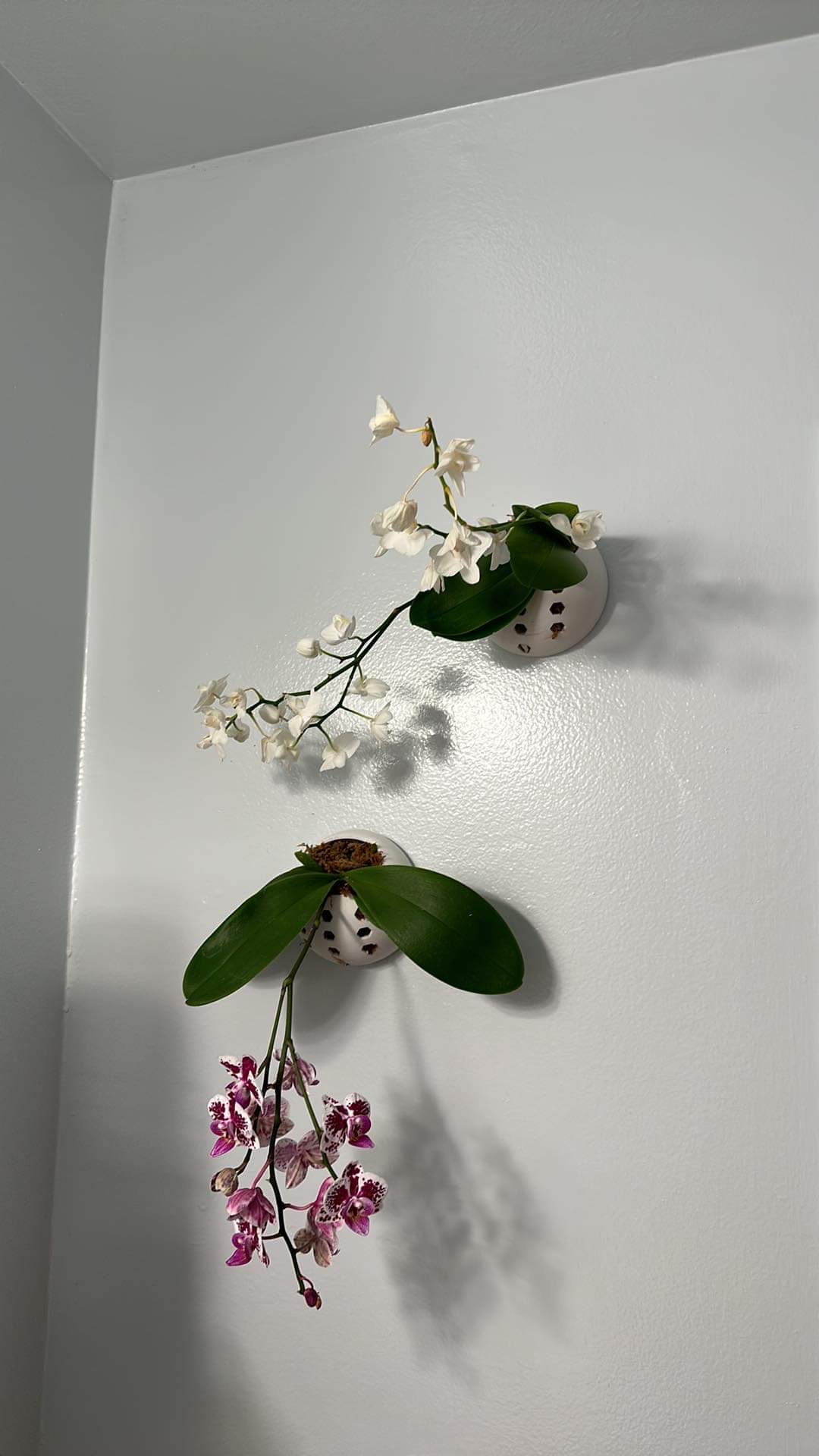 Round Orchid Wall Hanger v.1