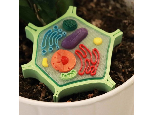 Plant Cell