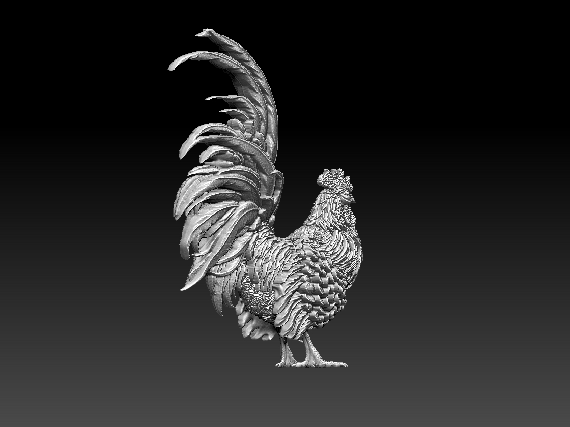 rooster — thumbnail 4