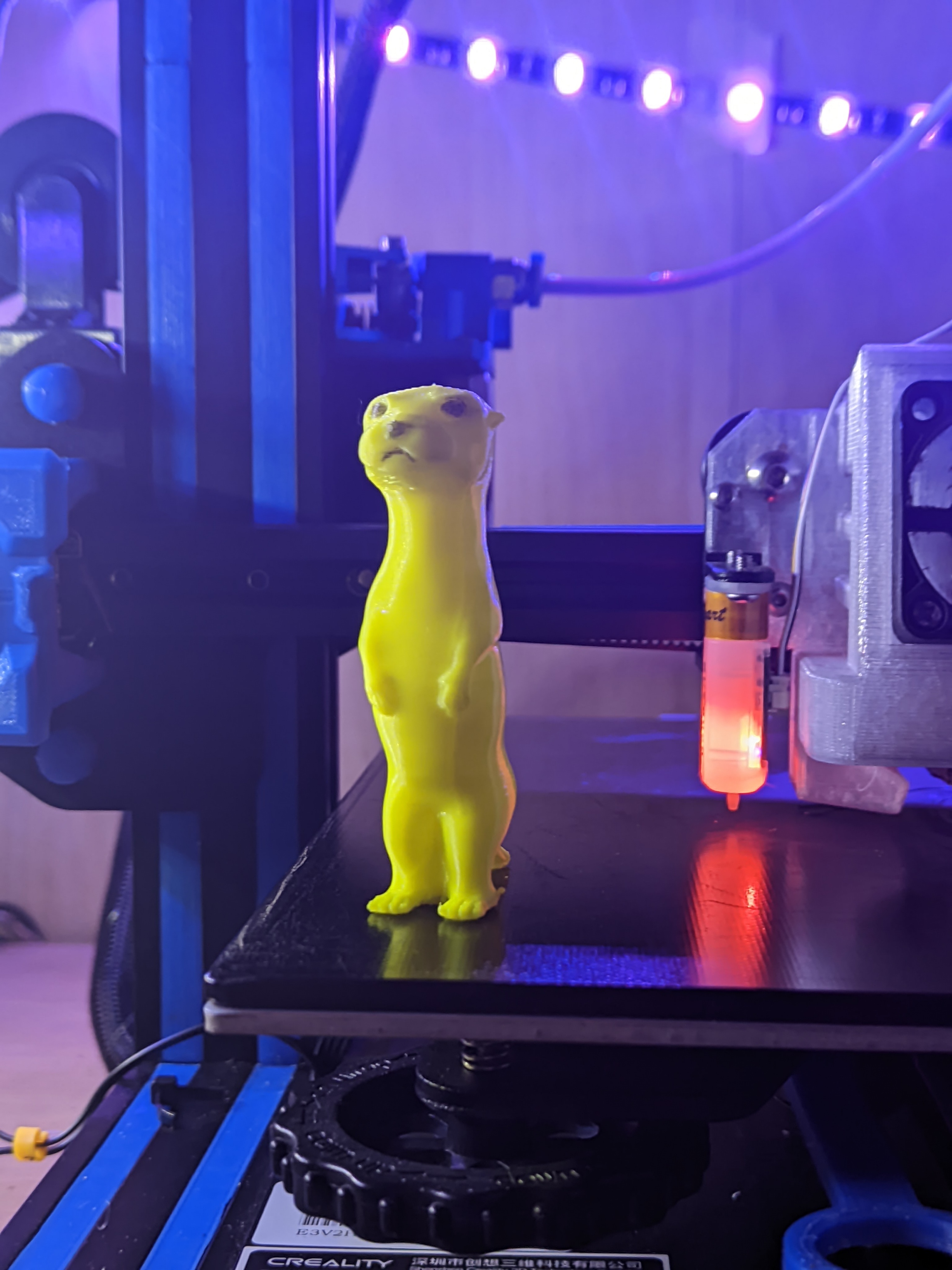 Otter standing up