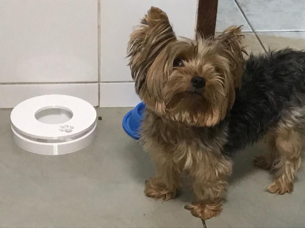 ANT AWAY AntiAnt Pet Bowl Stand by Fernanda Ramos TimeLapse para