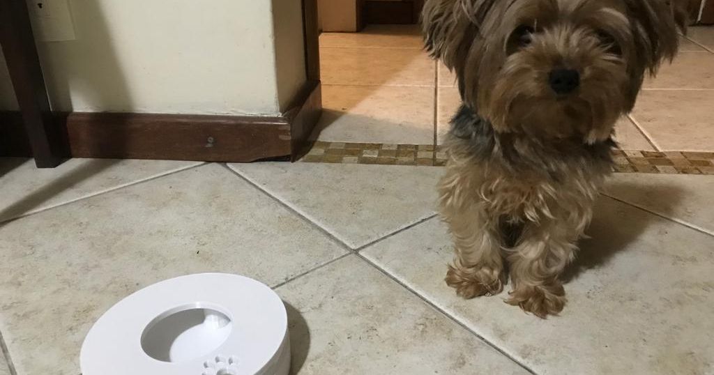 ANT AWAY AntiAnt Pet Bowl Stand by Fernanda Ramos TimeLapse para