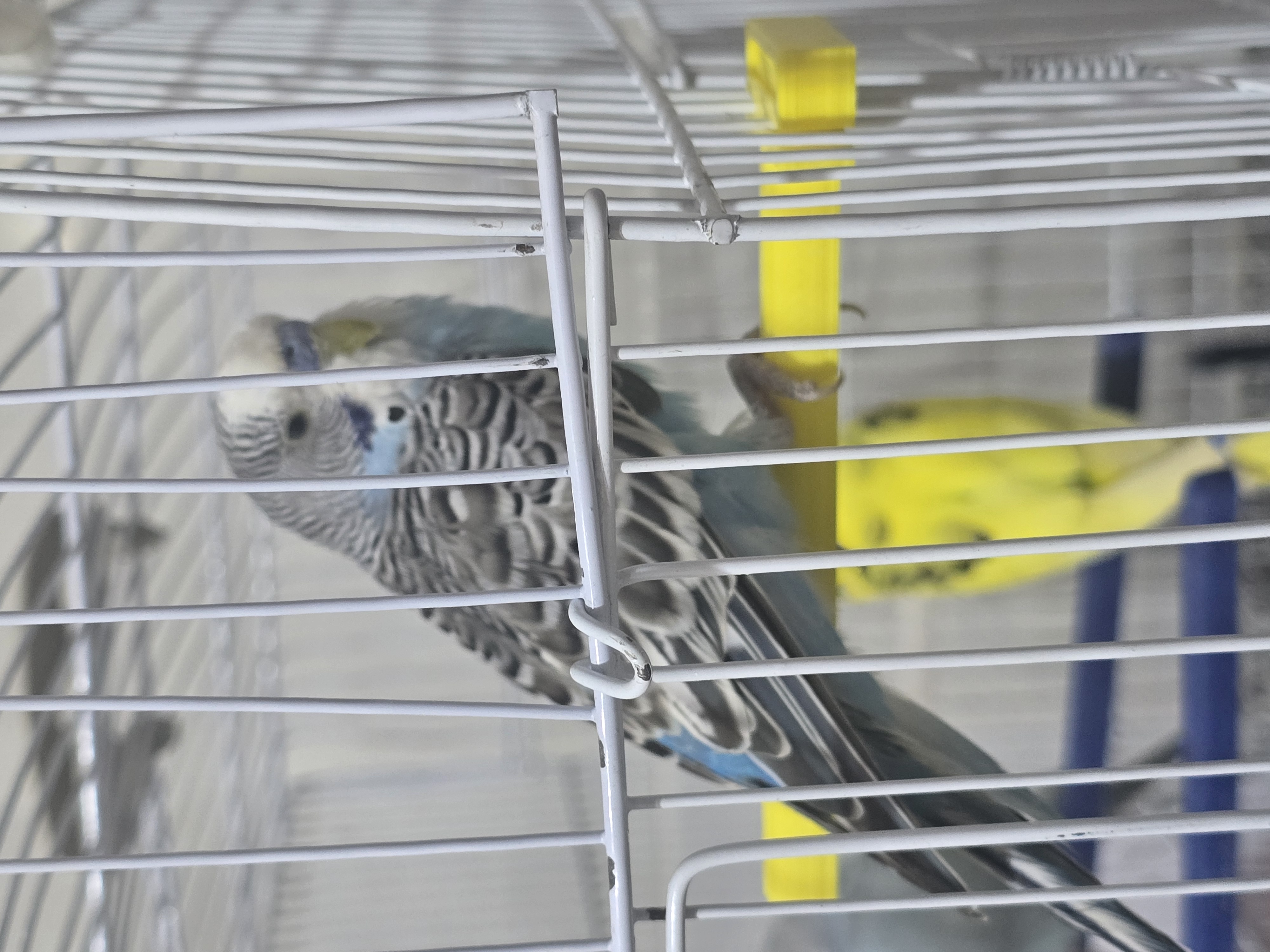 Birds Stand