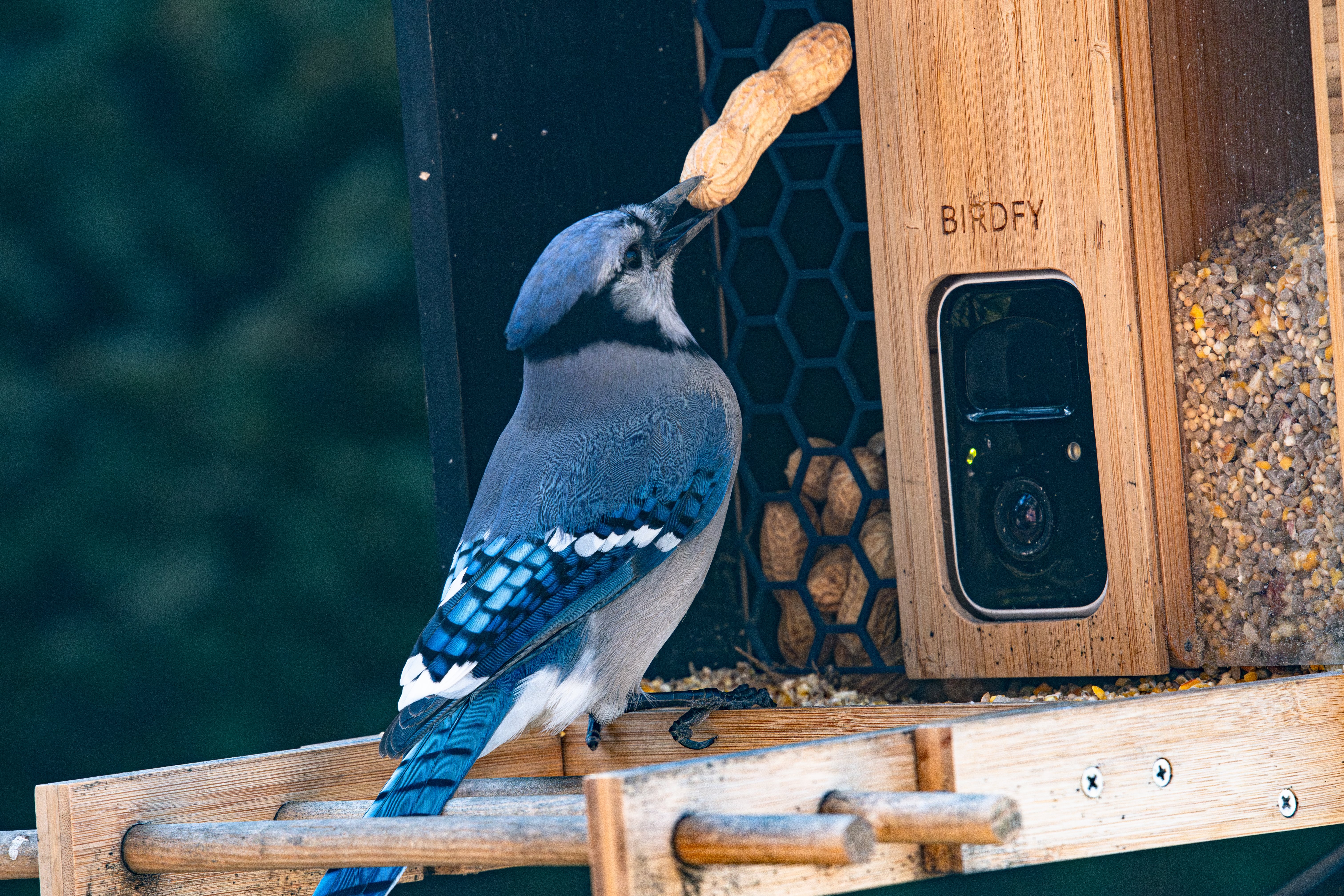 Peanut Screen for Netvue Birdfy Bamboo
