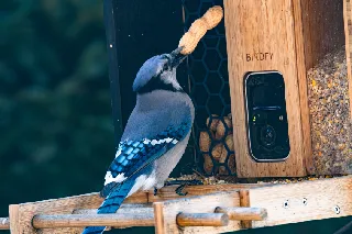 Peanut Screen for Netvue Birdfy Bamboo