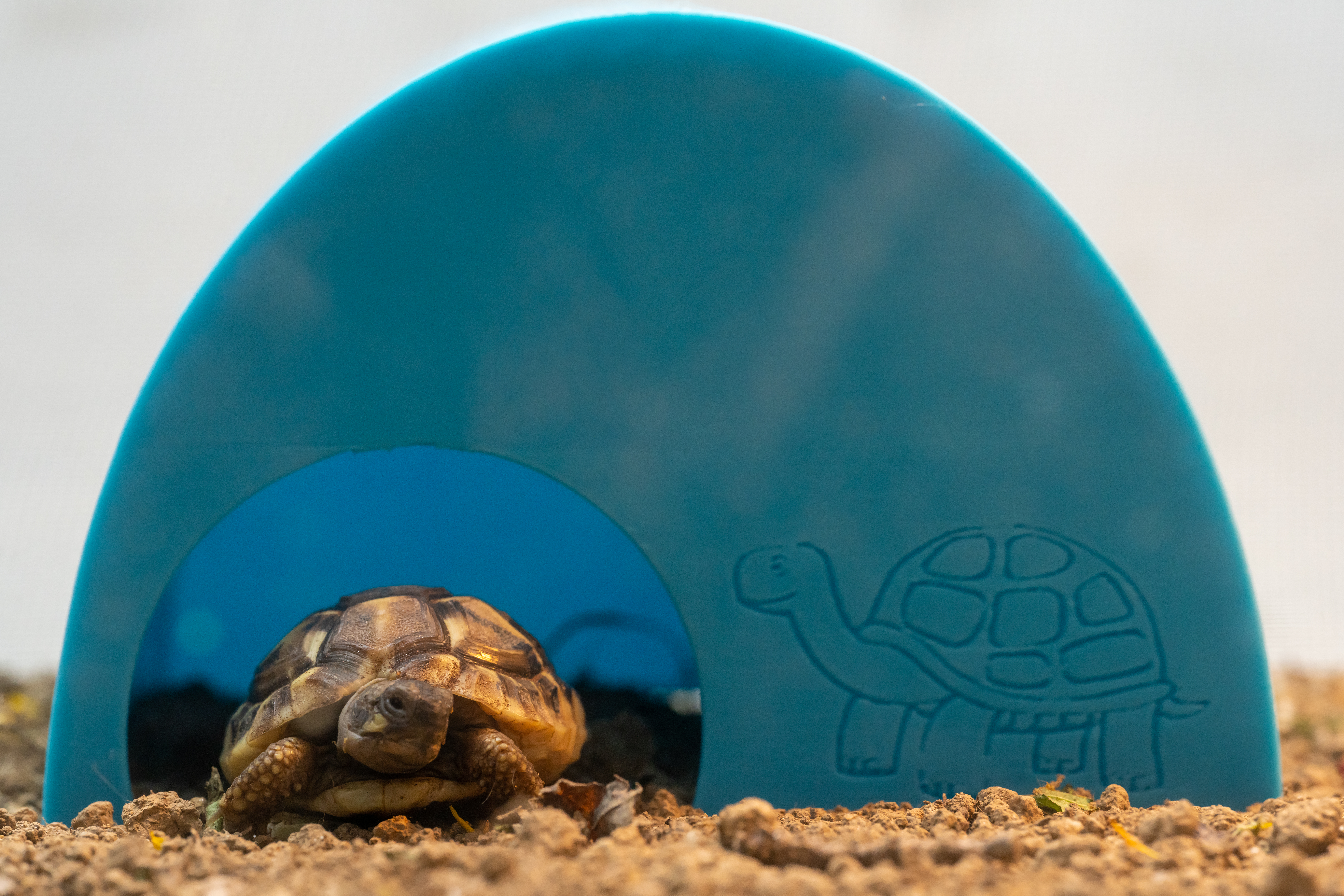 Cabane pour tortue juvénile / Hut for juvenile turtle