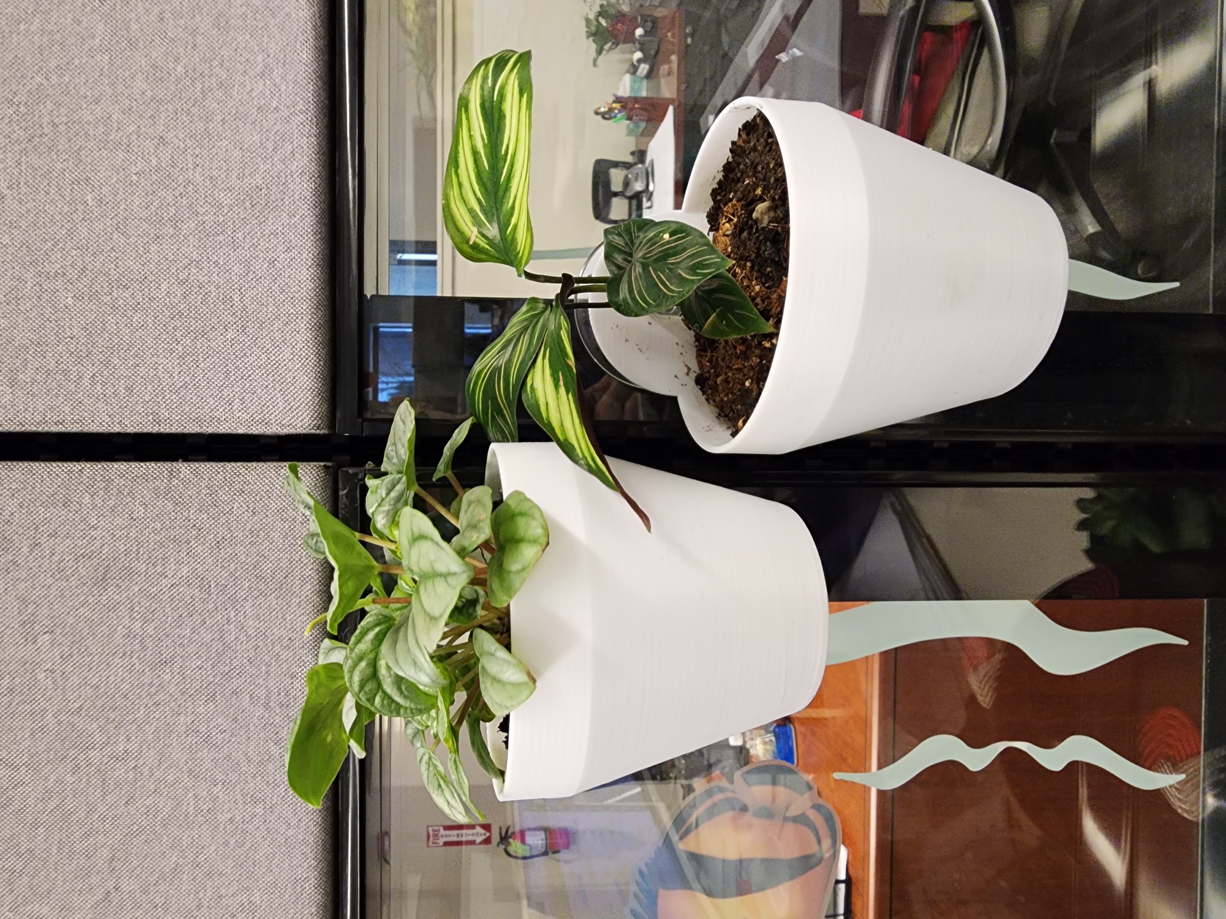 Window or Wall Hanging Plant Pot