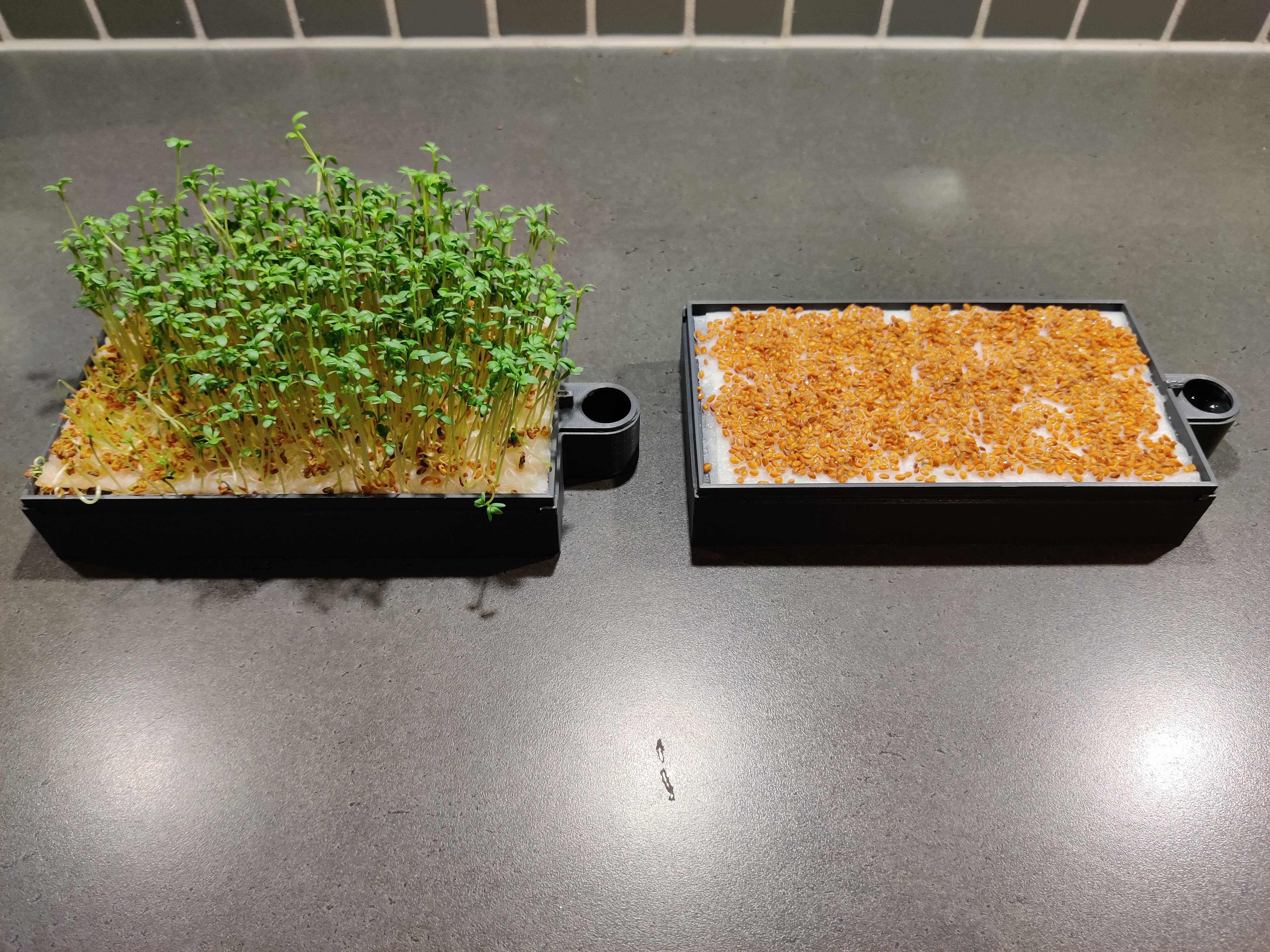 Self-watering cress or microgreens planter