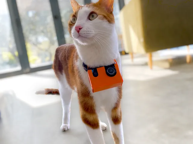 Spy Cat