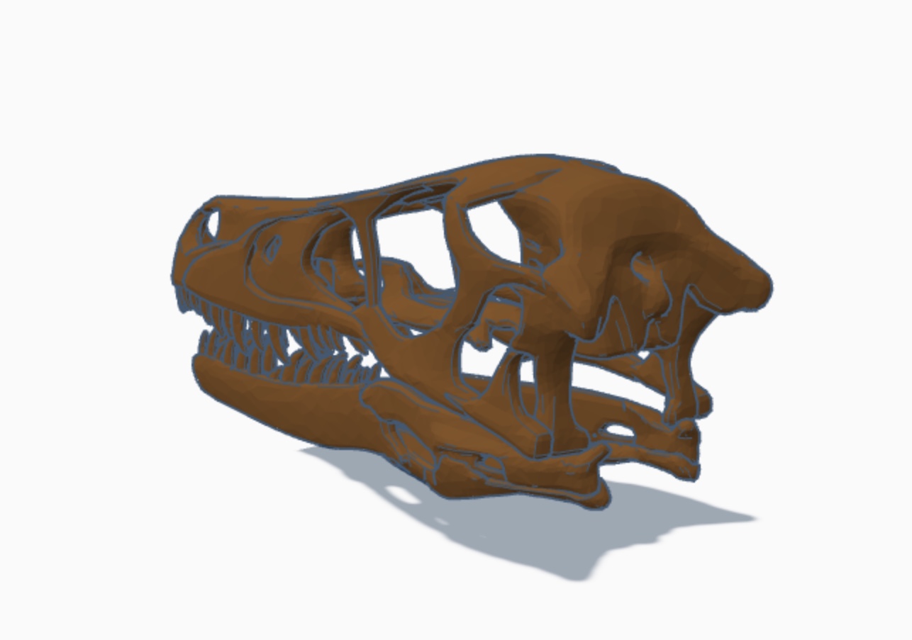 Life Size Velociraptor Skull!