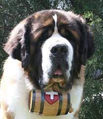 St. Bernard dog tag cask