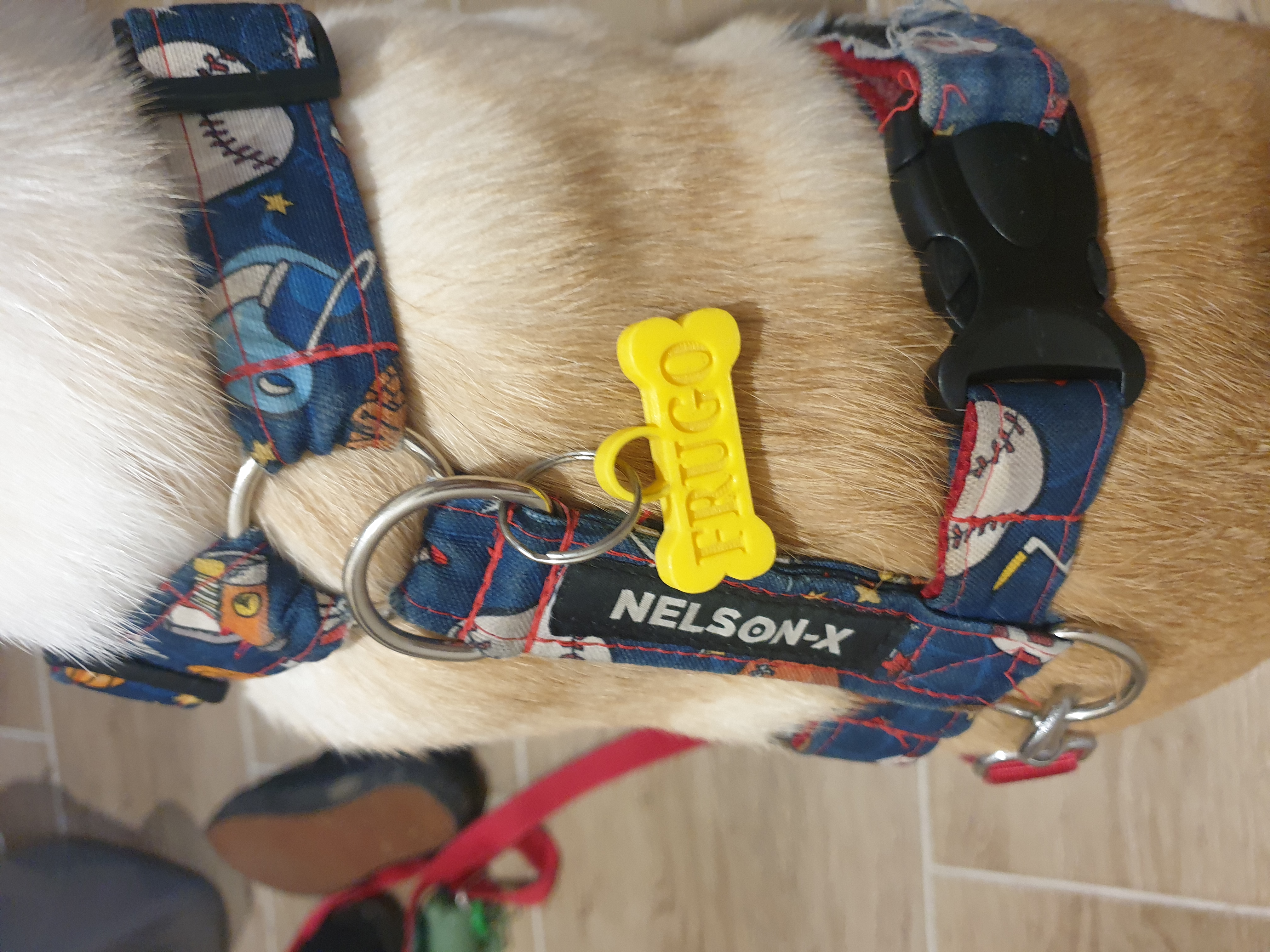Dog ID tag