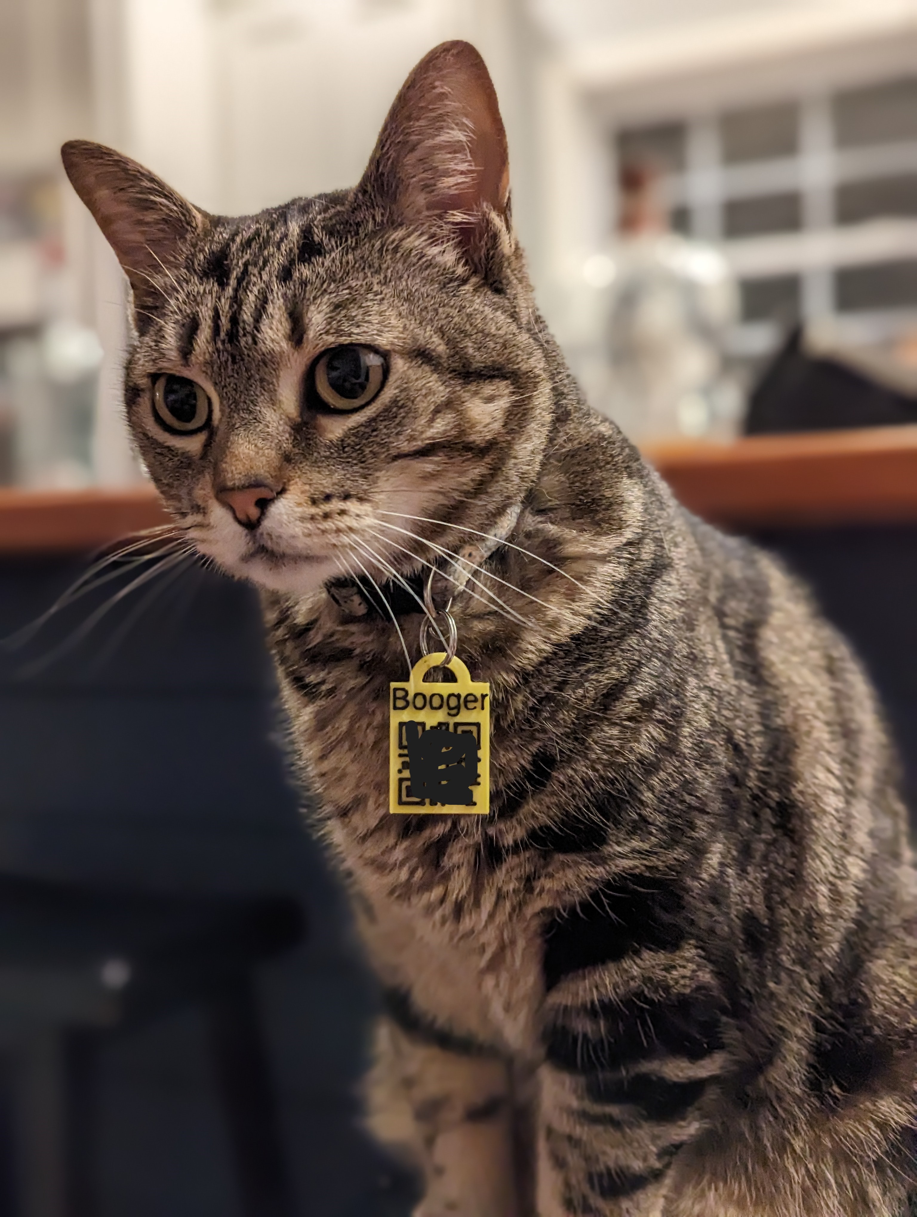 QR Code Pet Name Tag by Benjals Download free STL model