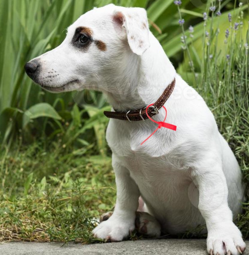 Off white clearance dog collar