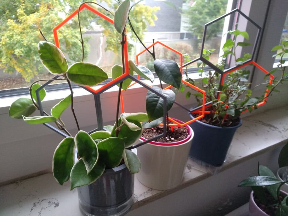 Honeycomb - Plant Trellis/ plant support
