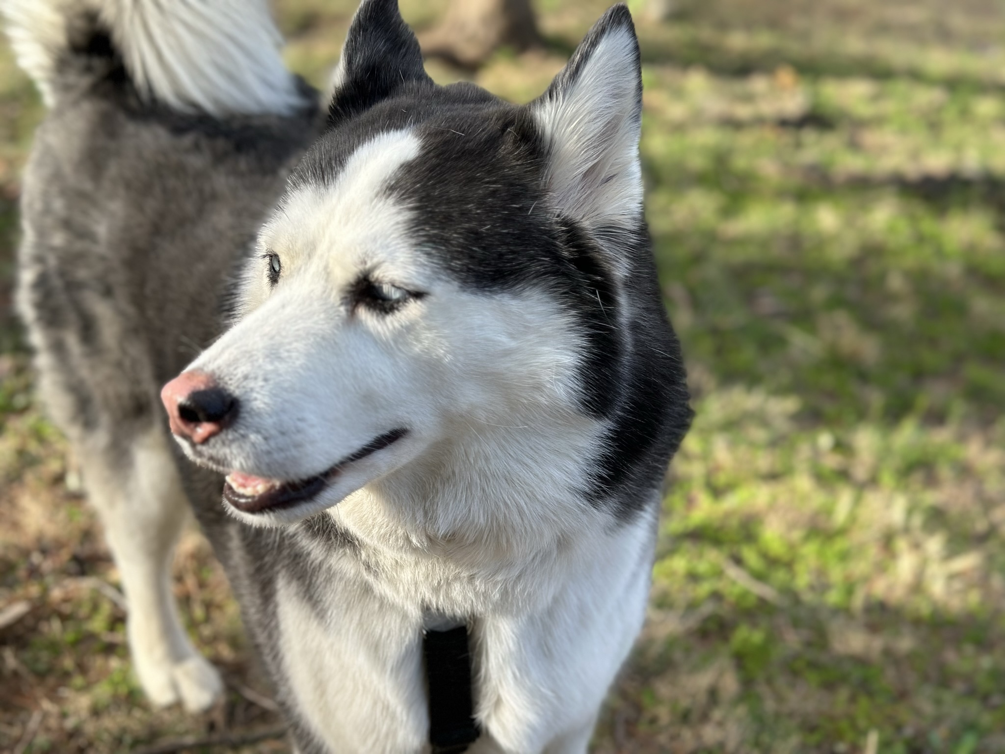 Pet Tag Jingle Free by Dog Box Download free STL model