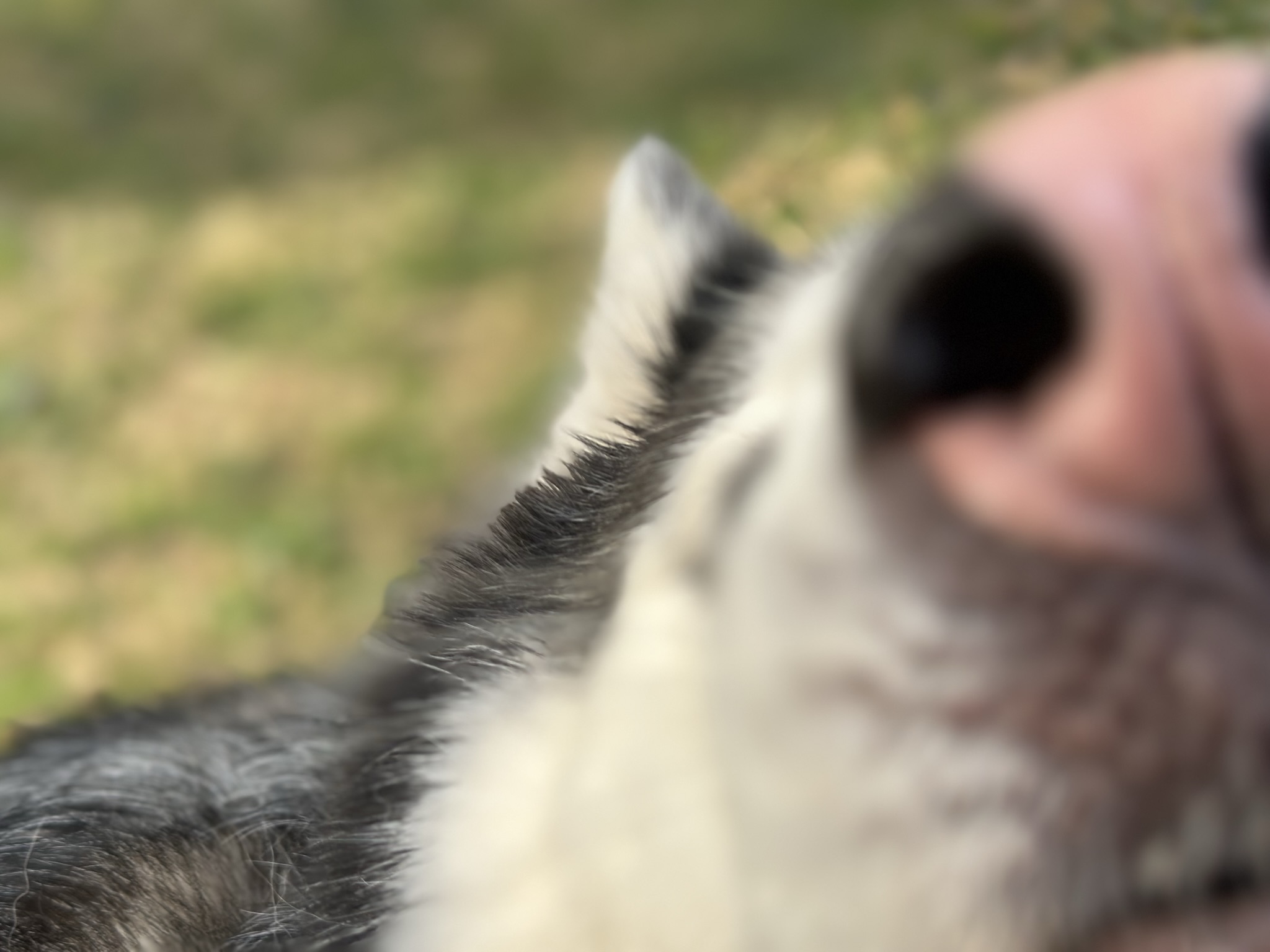 Pet Tag Jingle Free by Dog Box Download free STL model