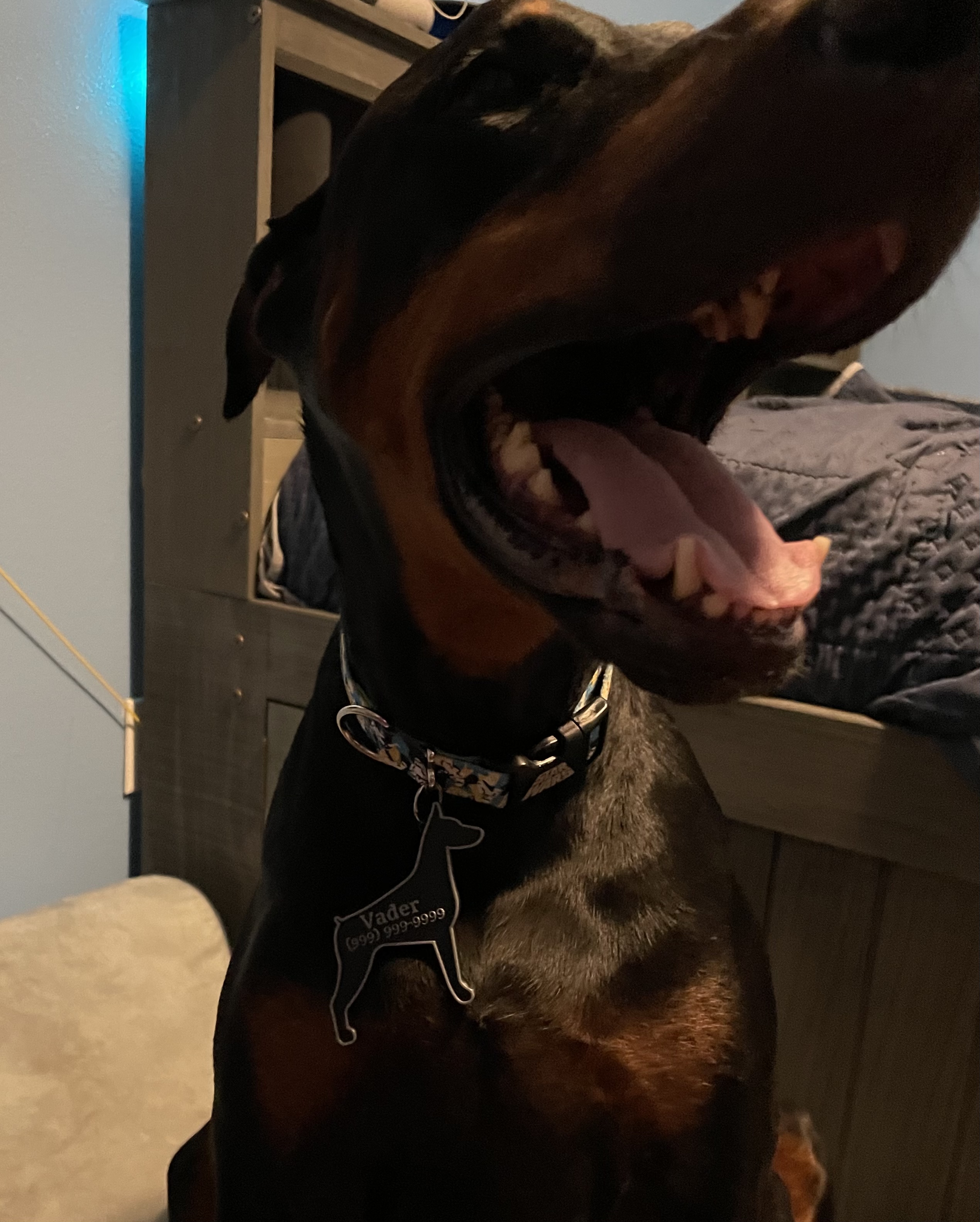 How To Make A Dog Pop Art at James Marts blog