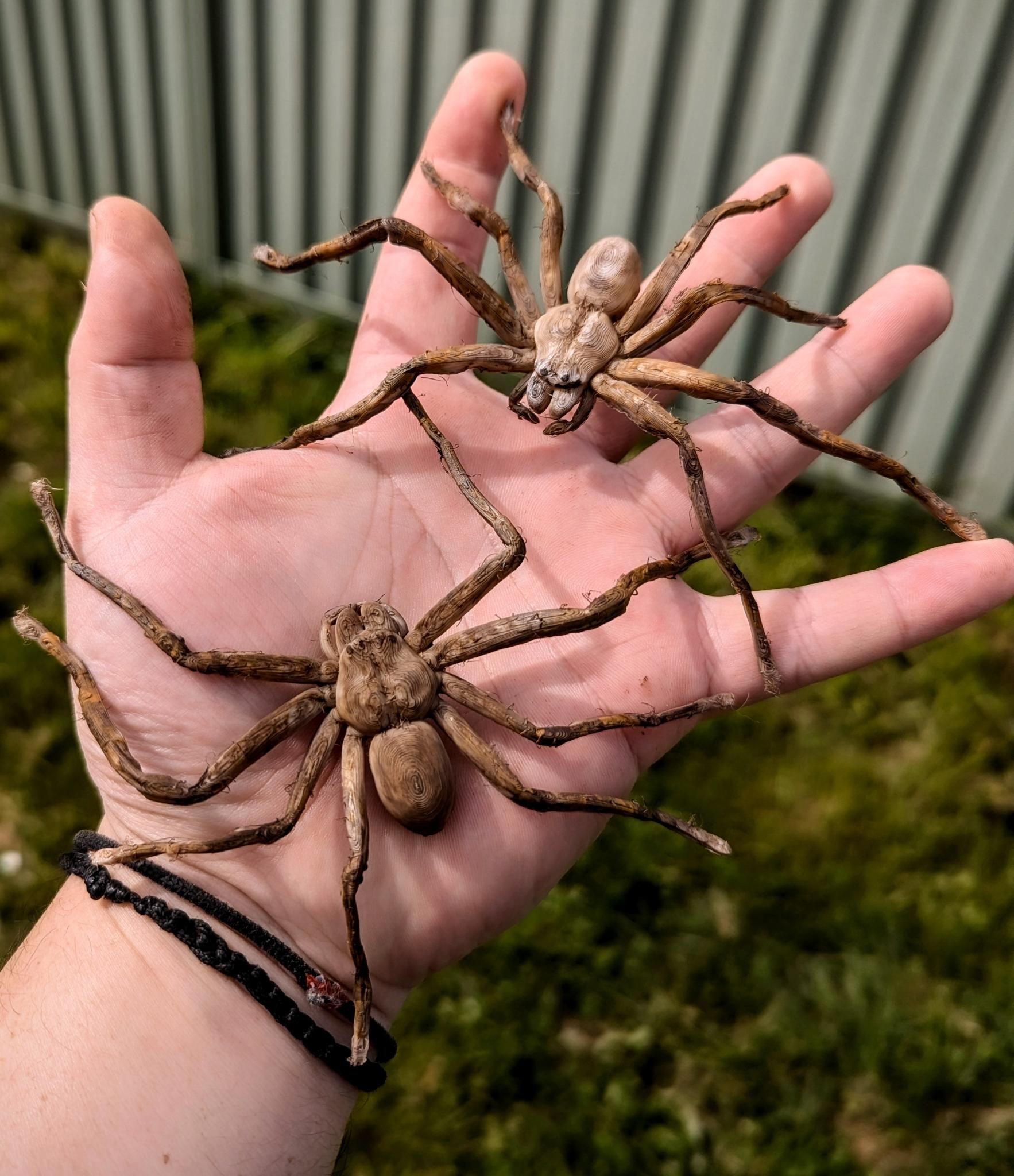 Huntsman Spider