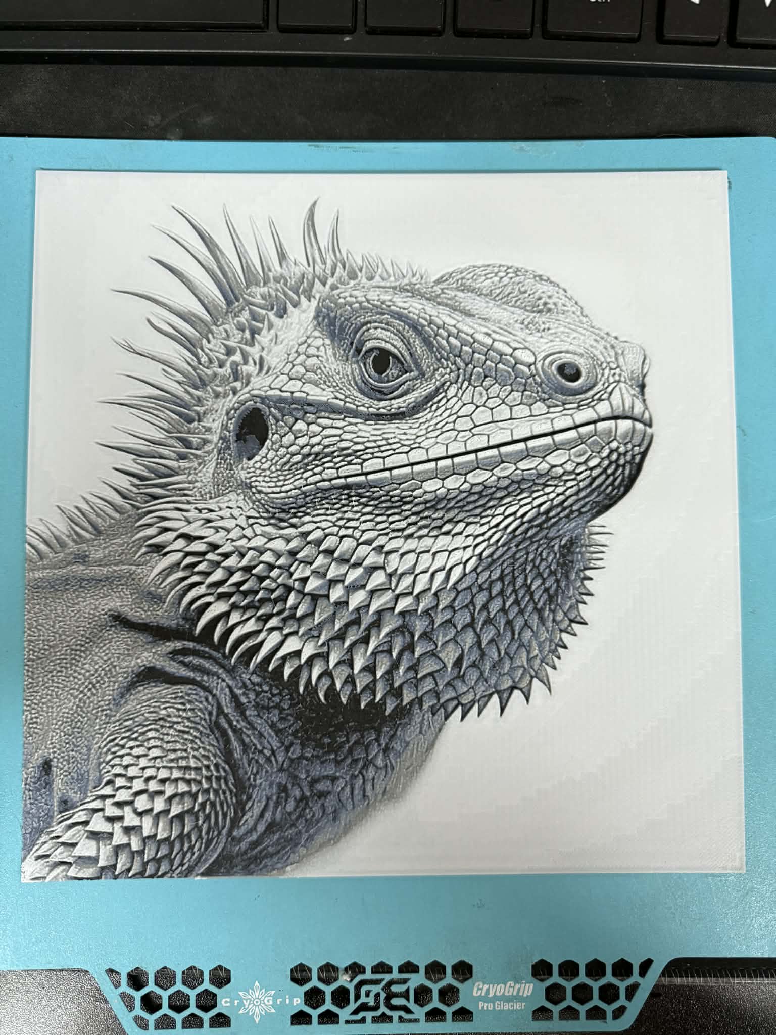 Bearded Dragon