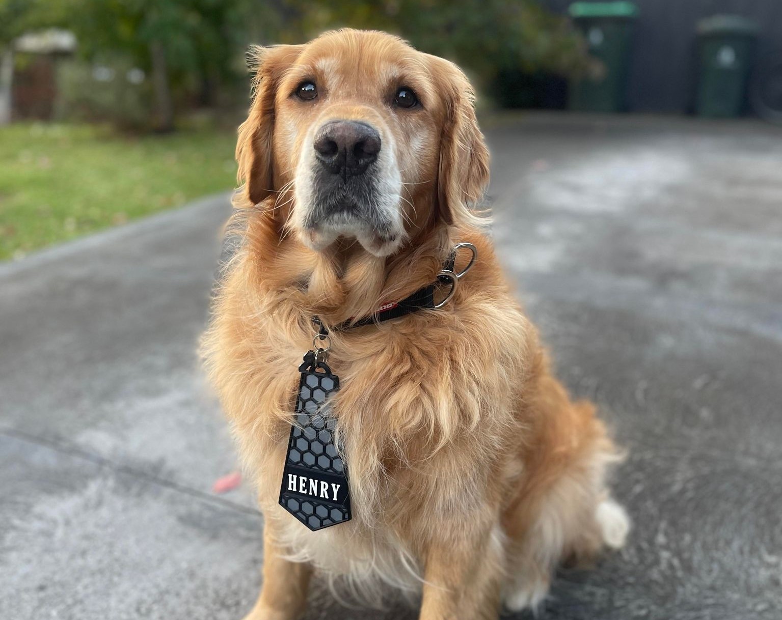 Multicoloured Tie - Dog ID (No MMU)