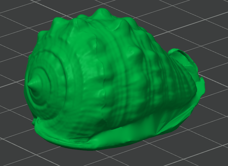 Conch shell