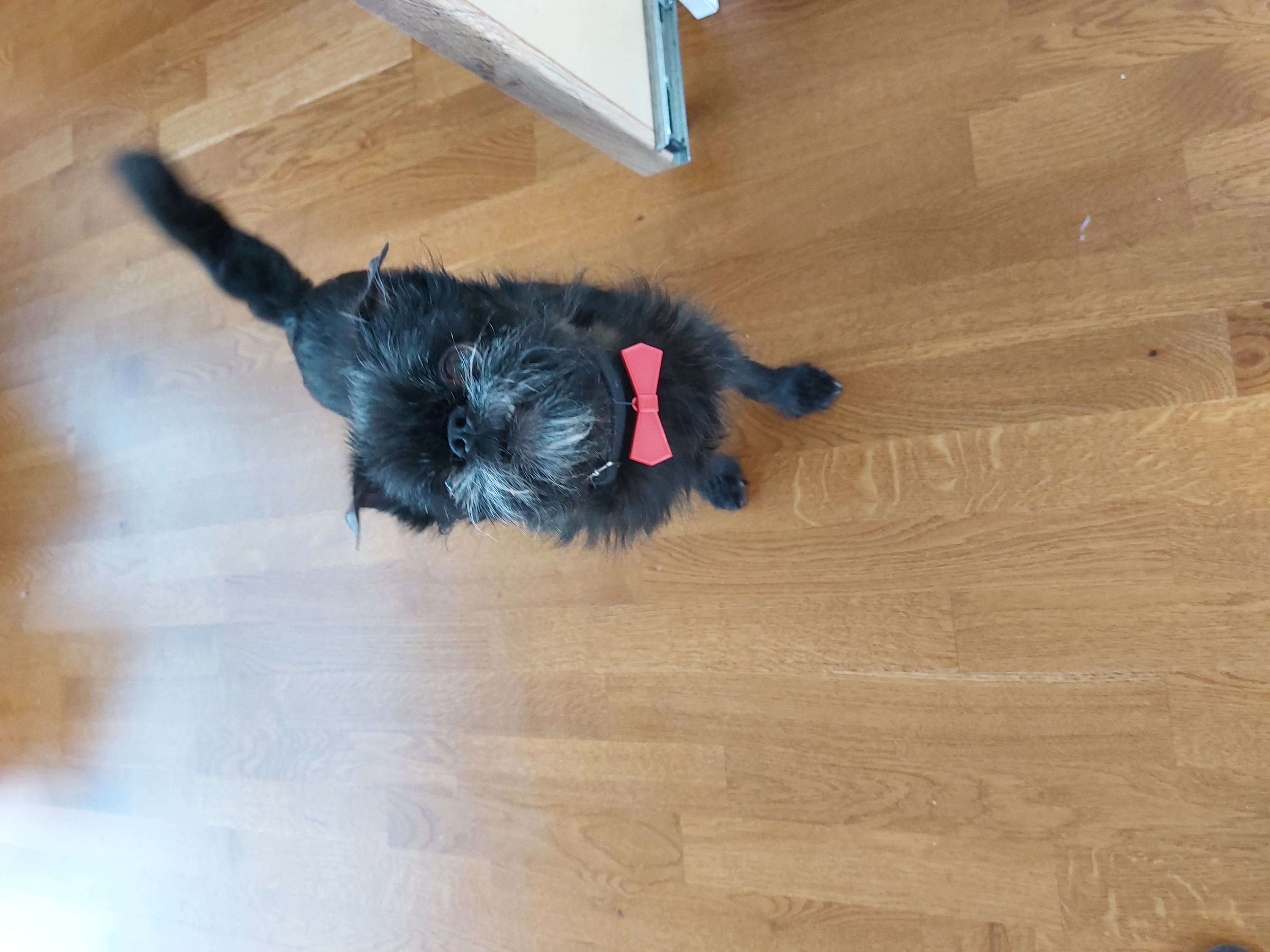 DoggyBowTie