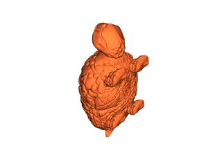 Brain turtle by Čolek | Download free STL model | Printables.com