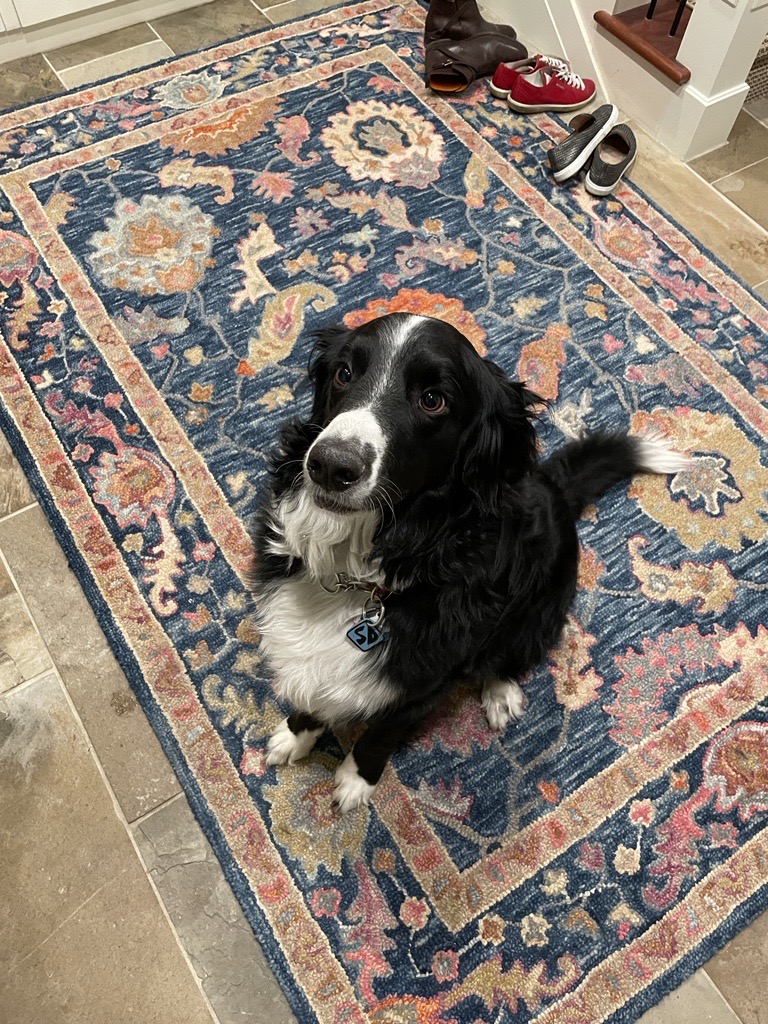 Scooby Doo Dog Tag by Neaux Goods Download free STL model