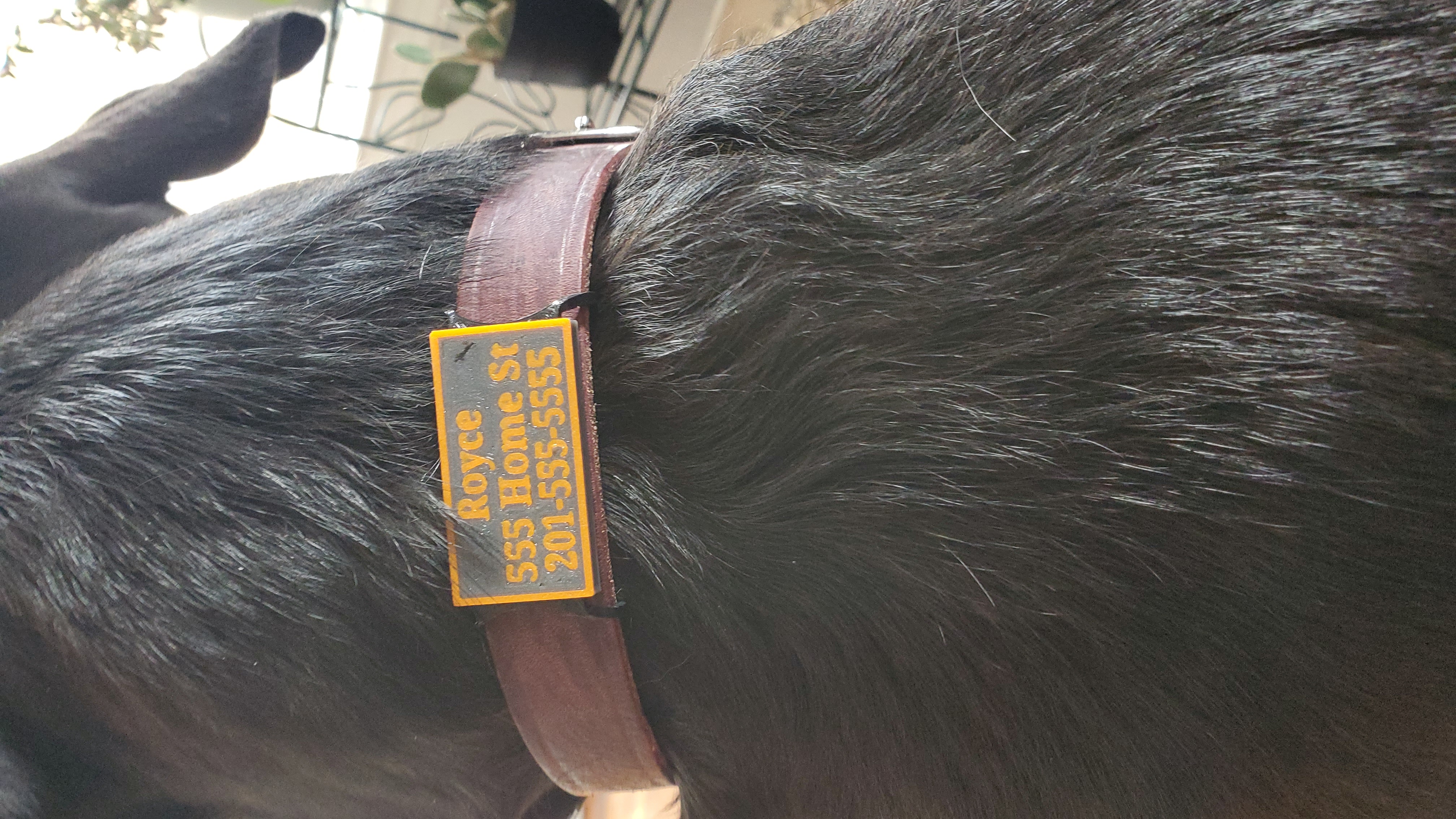 Durable Customizable Dog Tag
