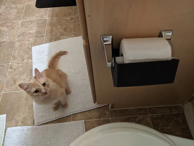Toilet Paper Protector (OLD/REPLACED)