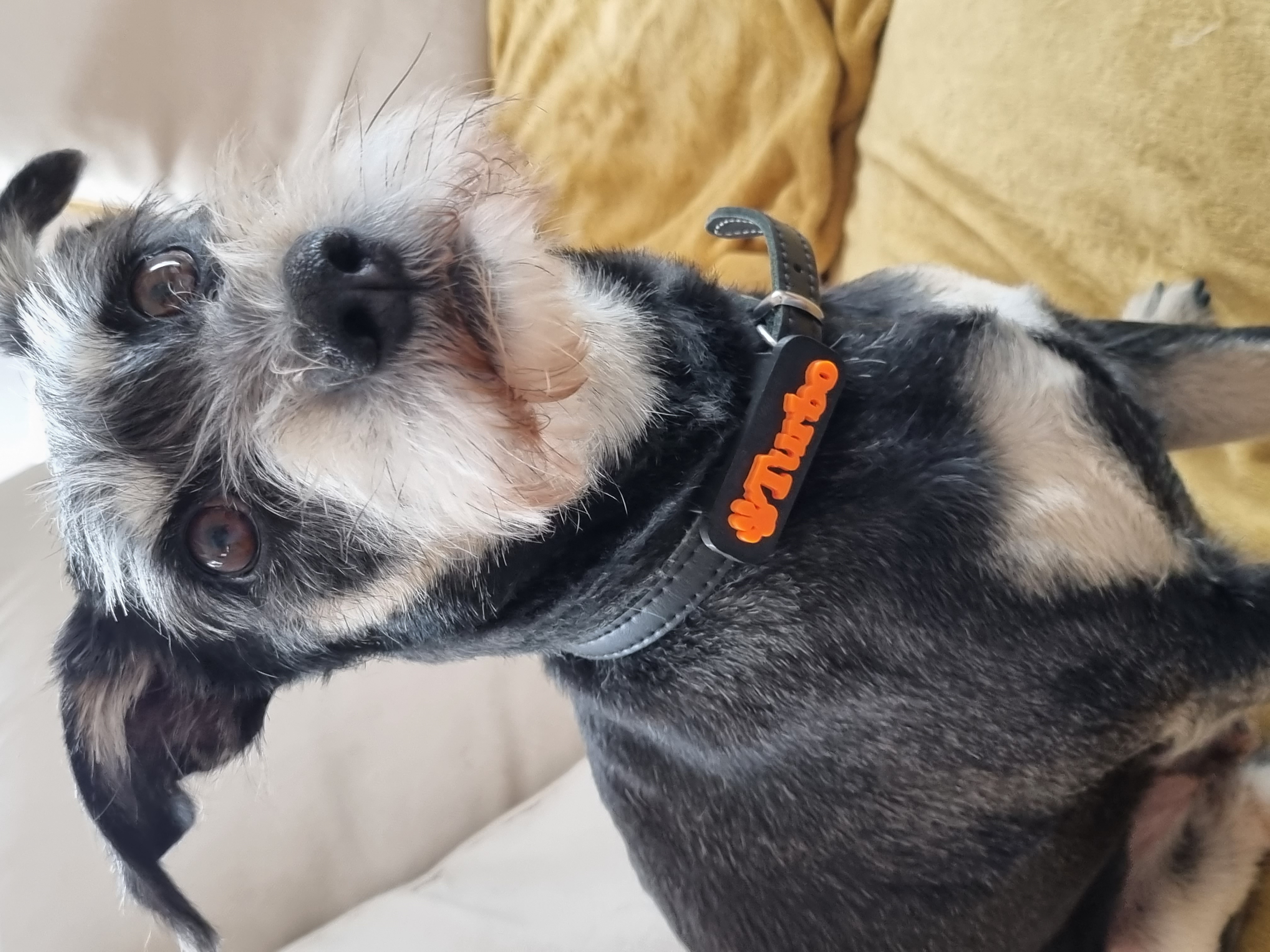 Miniatura 2 do modelo 3D Dogtag collar loop