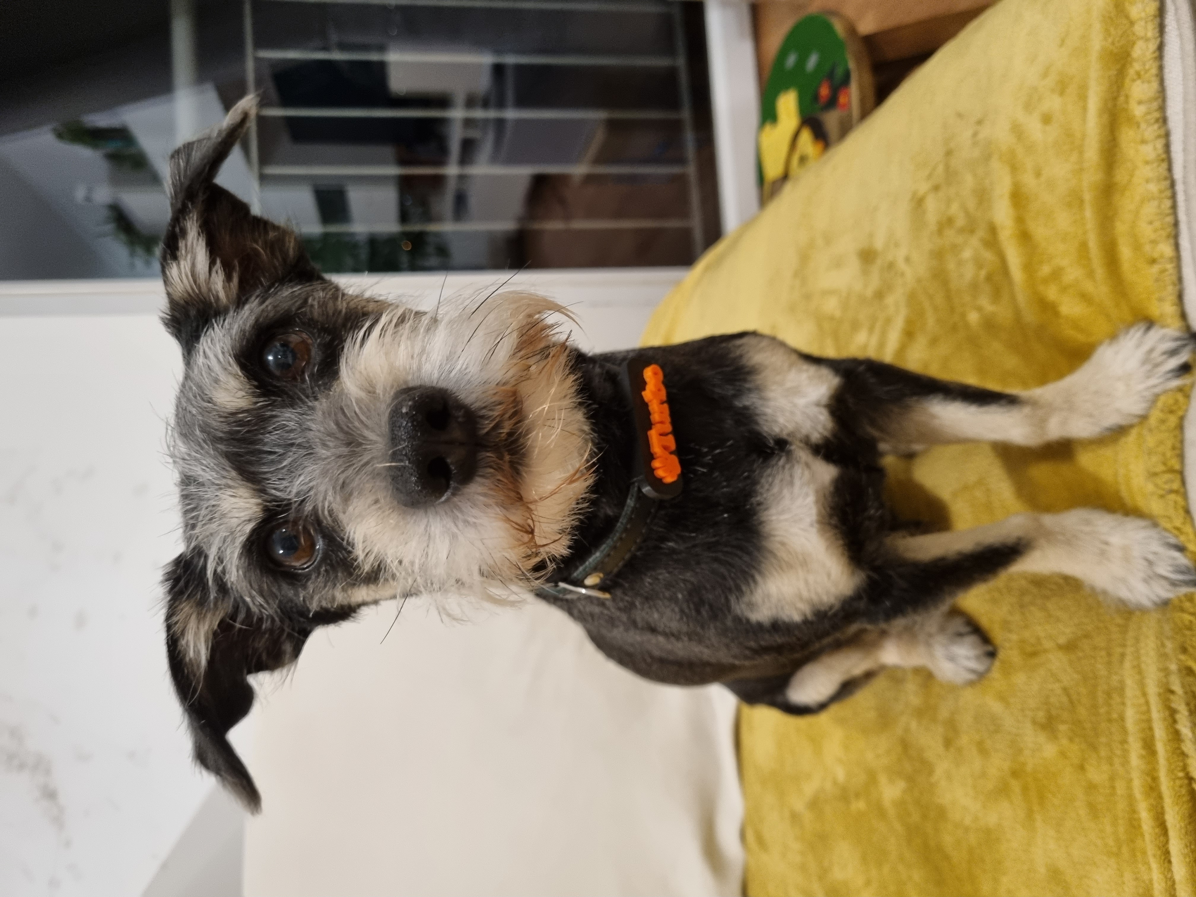 Miniatura 3 do modelo 3D Dogtag collar loop