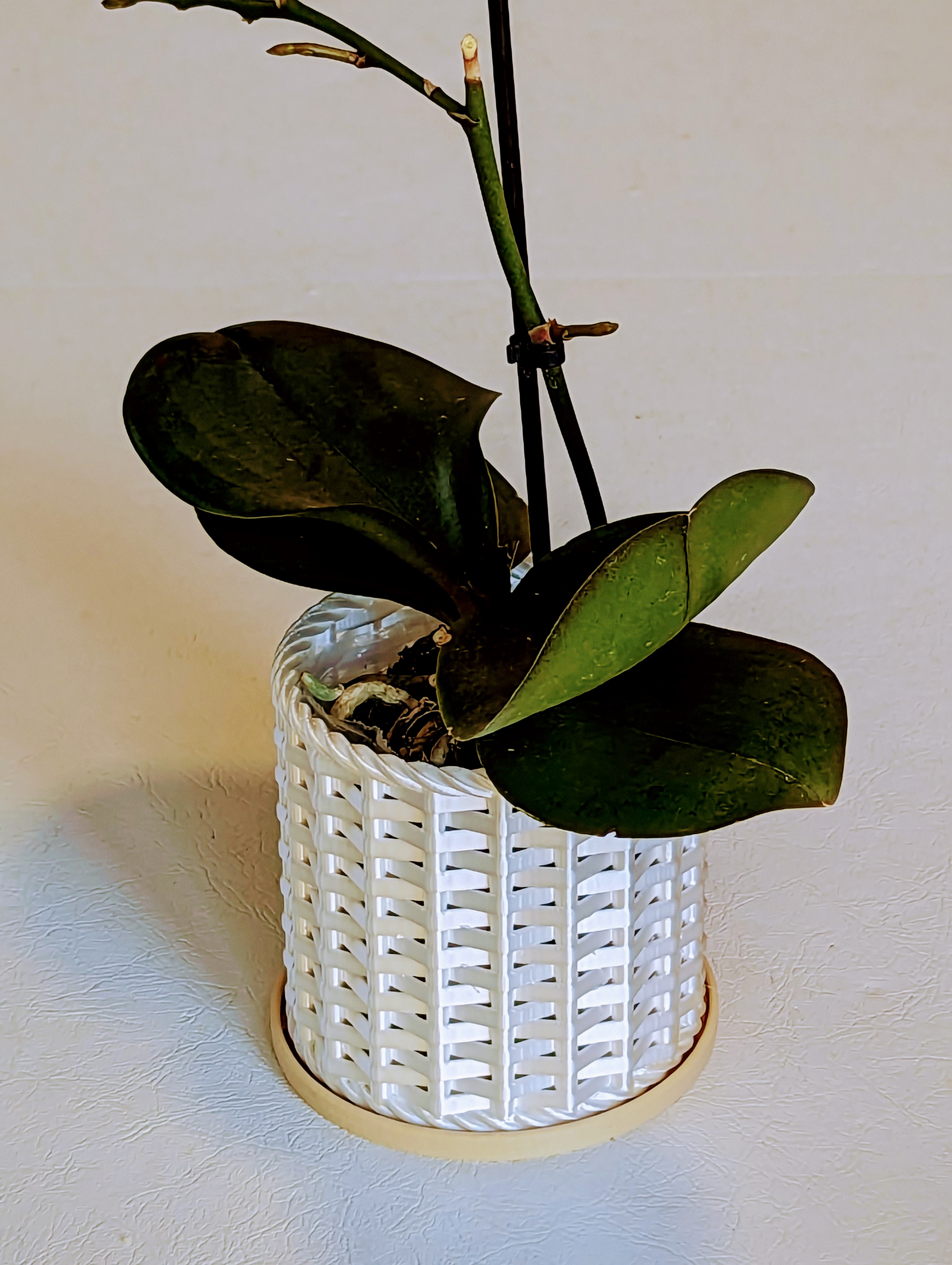 Miniatura 2 do modelo 3D Wicker Orchid Pot